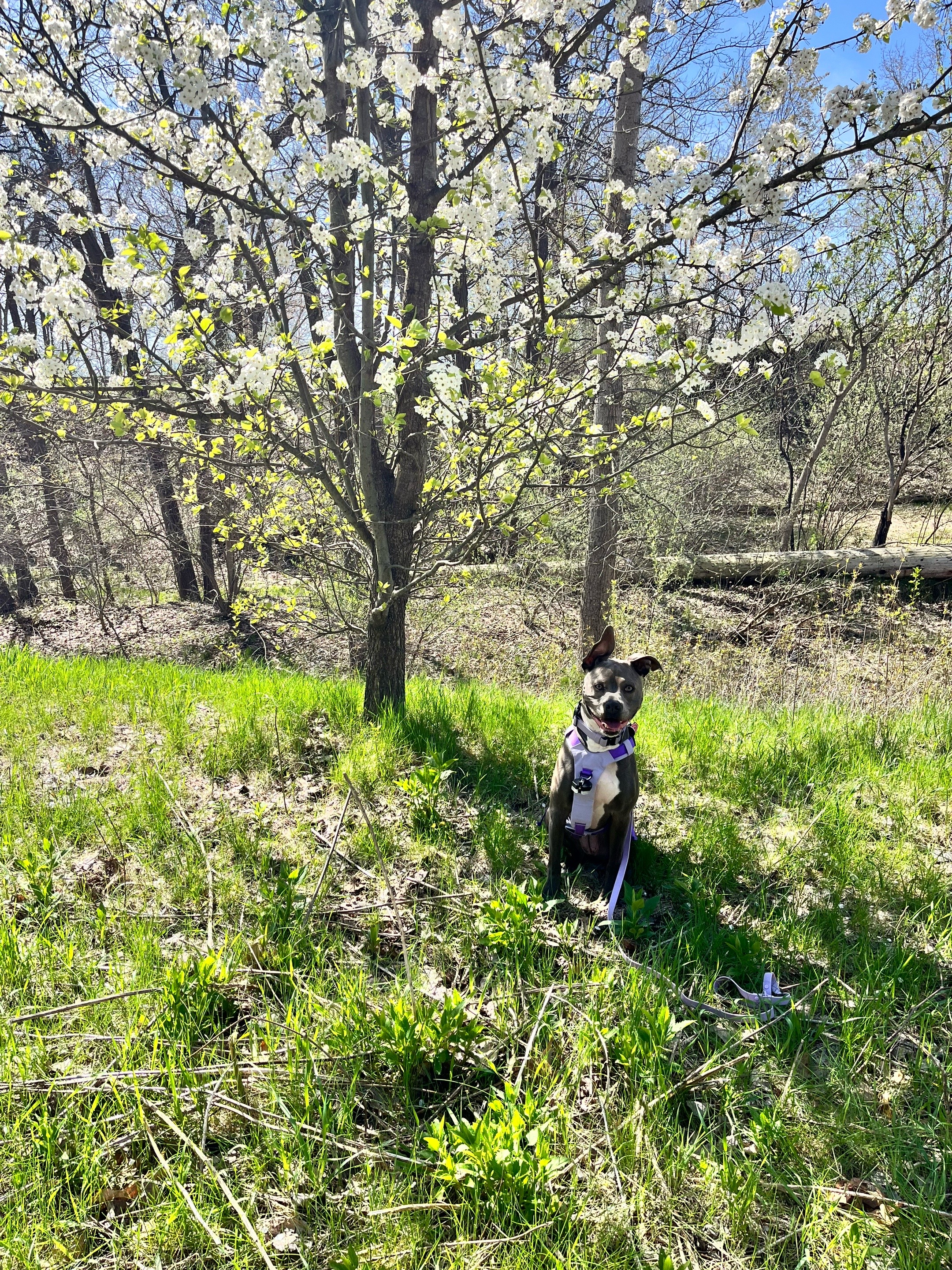 @Ivy the pitty