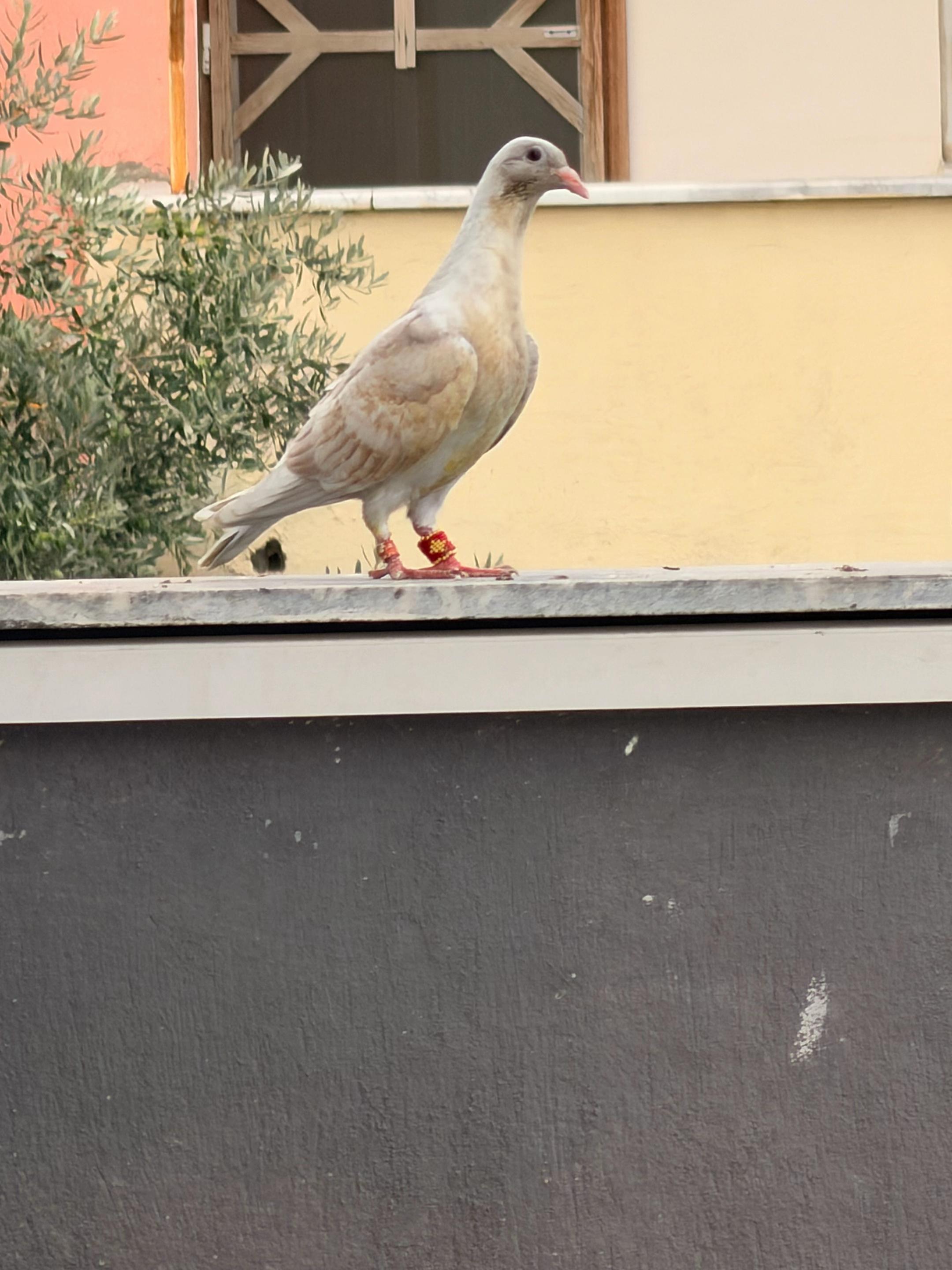 @Mustafa Korkutan