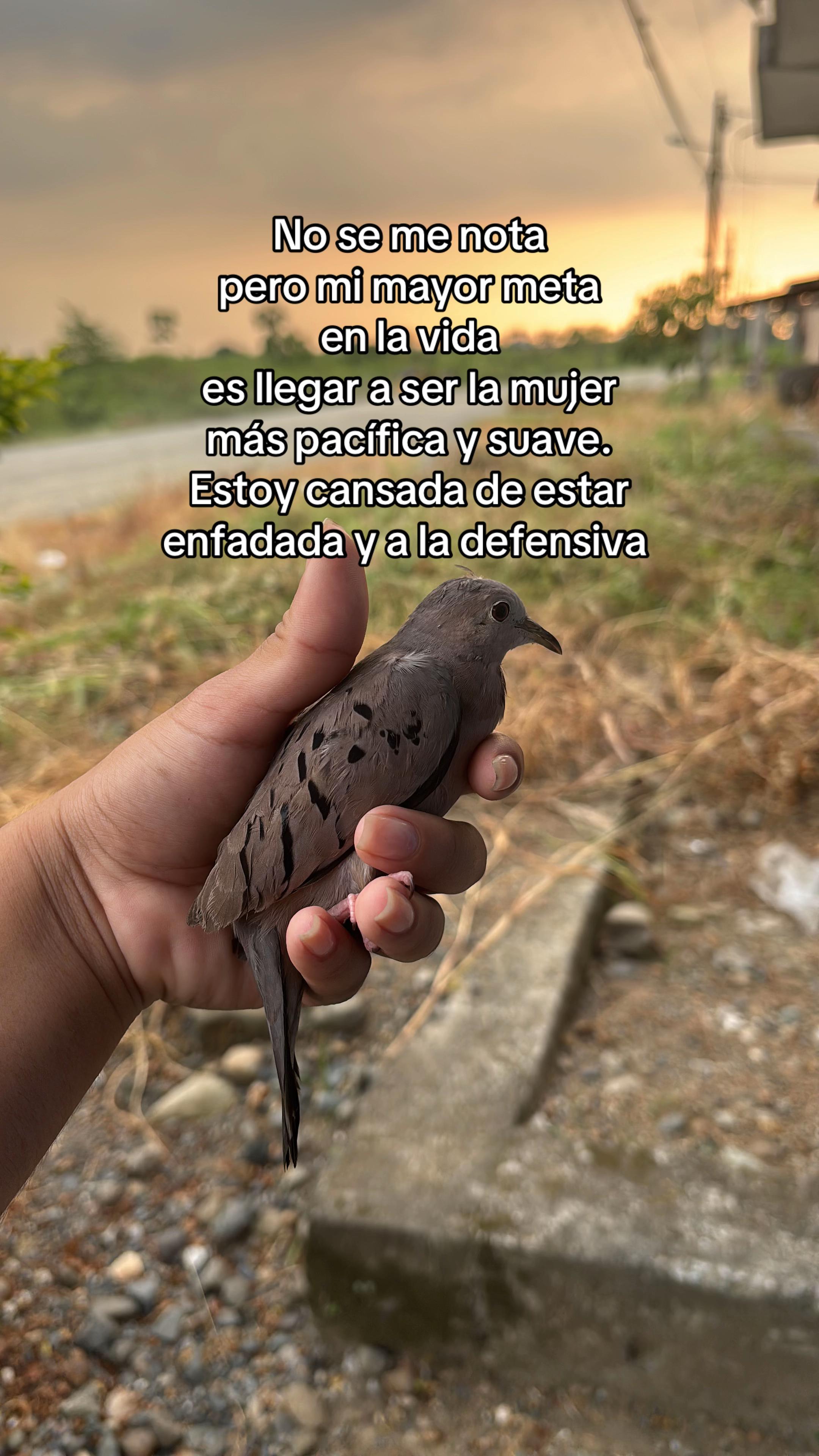 @Melenny