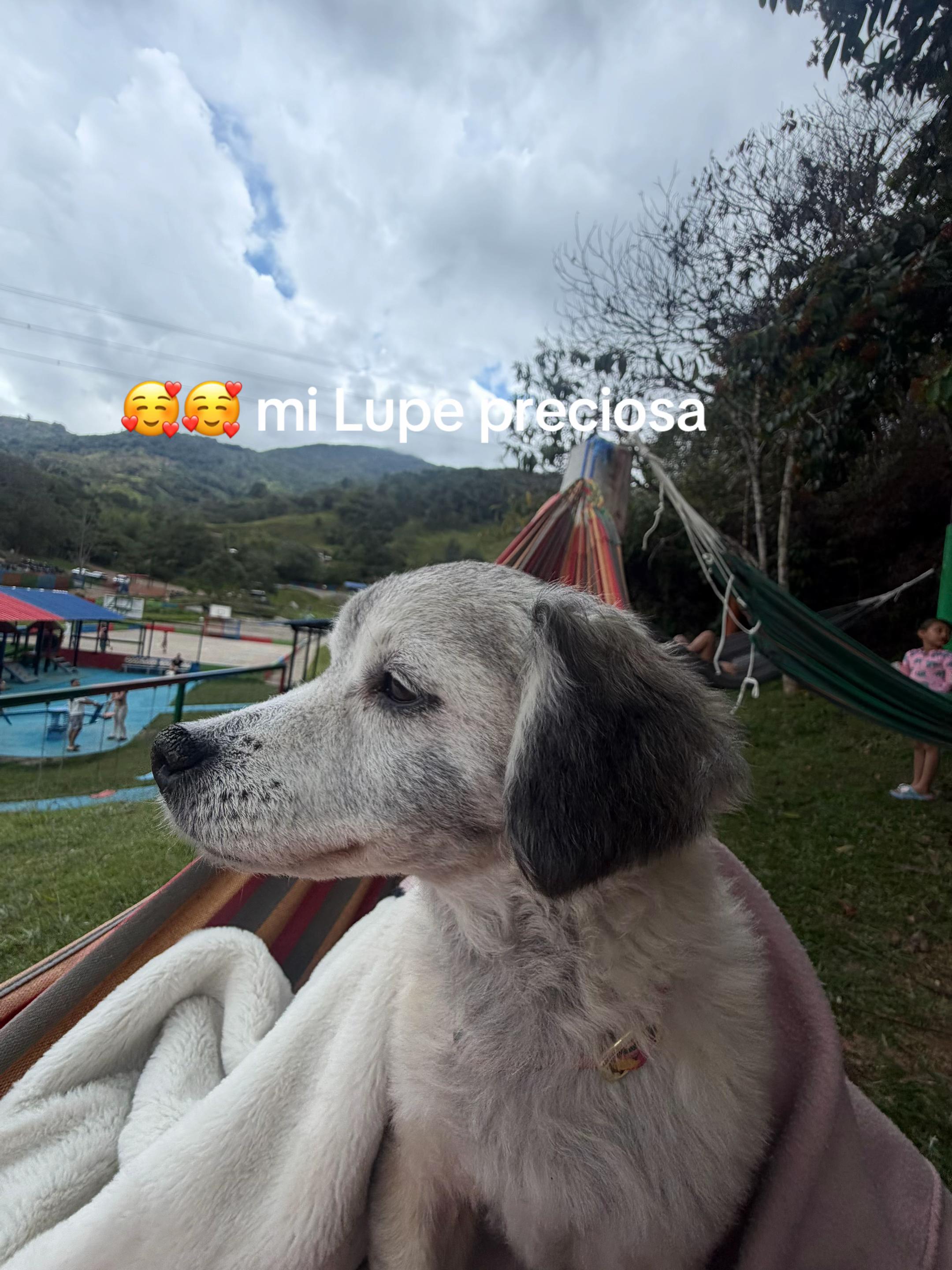@Alison Dahiana Jaramillo