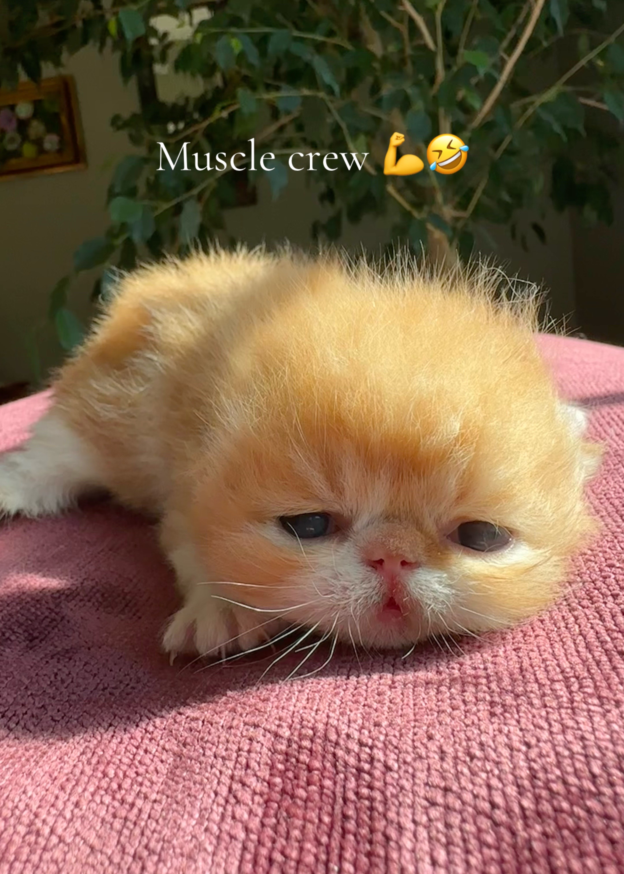 @KittyAmourCattery