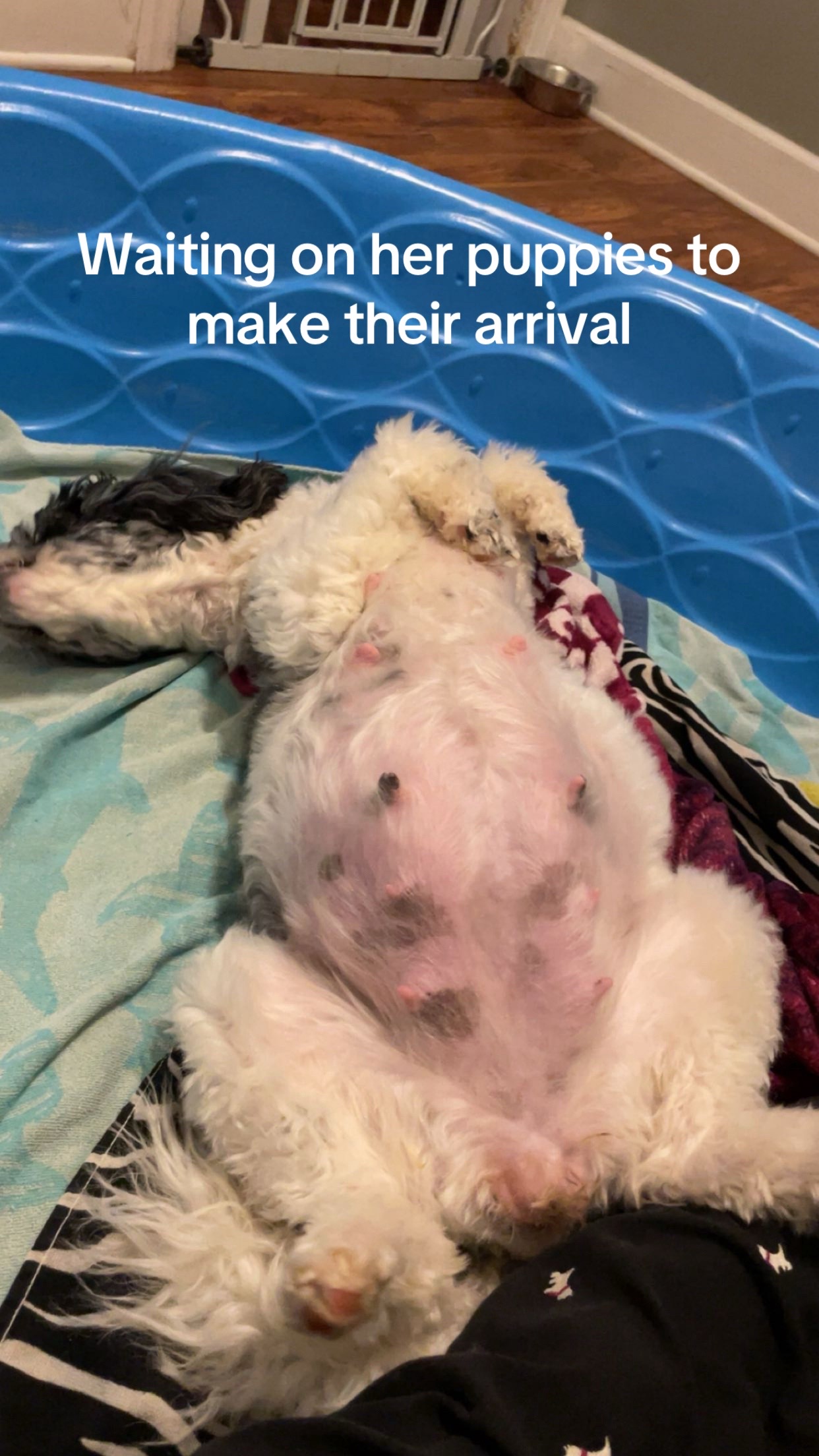 @Lfain/riveroaksdoodles