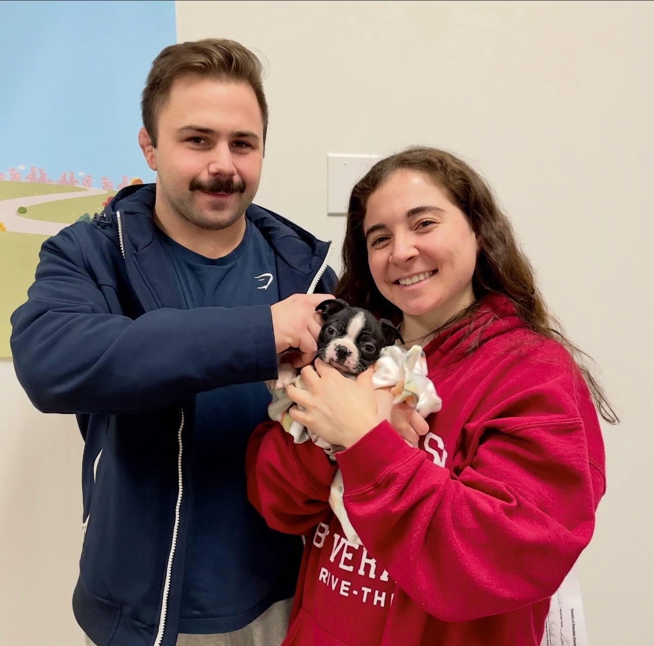 @Boston terrier puppies