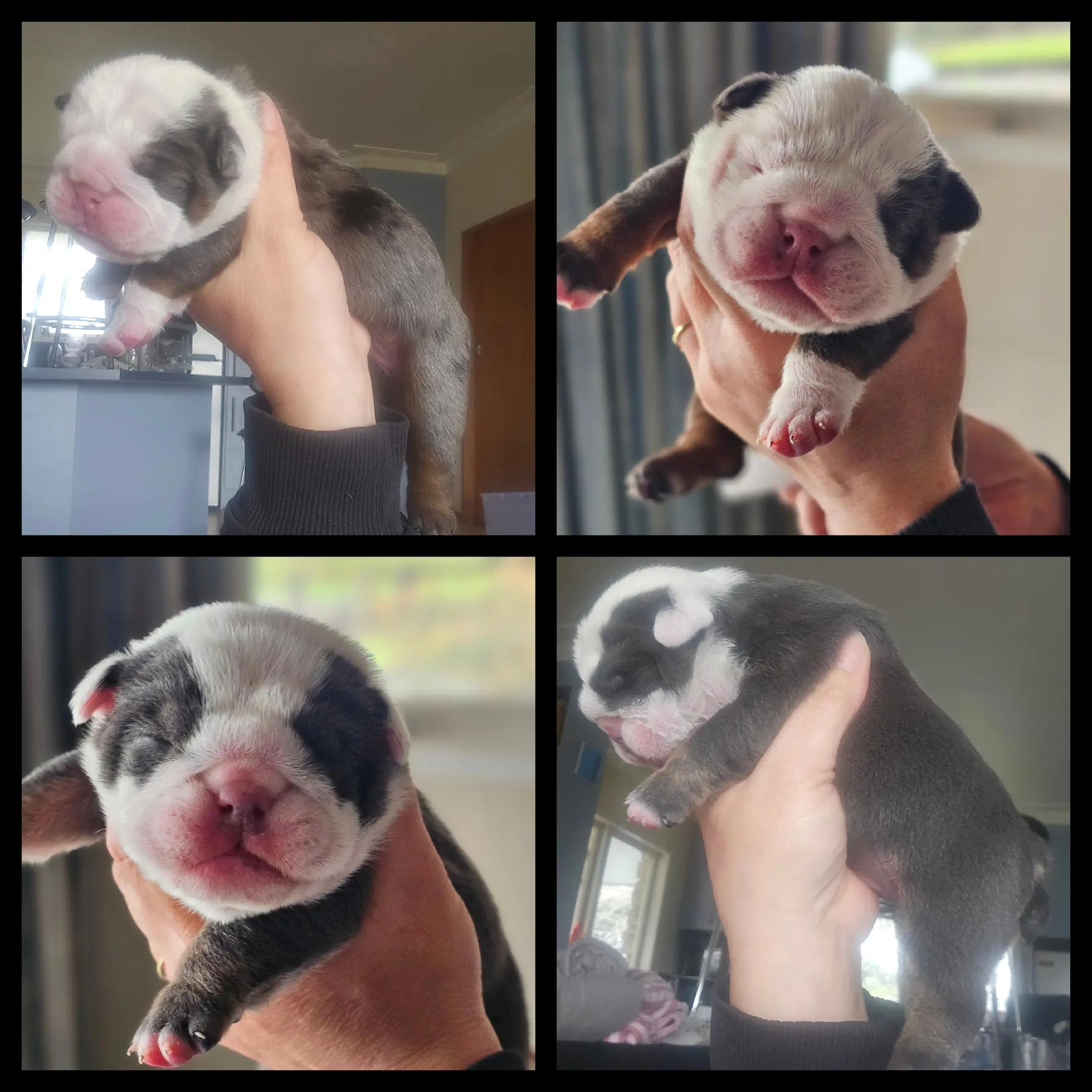 @Bulliciious Bulldogs Aotearoa