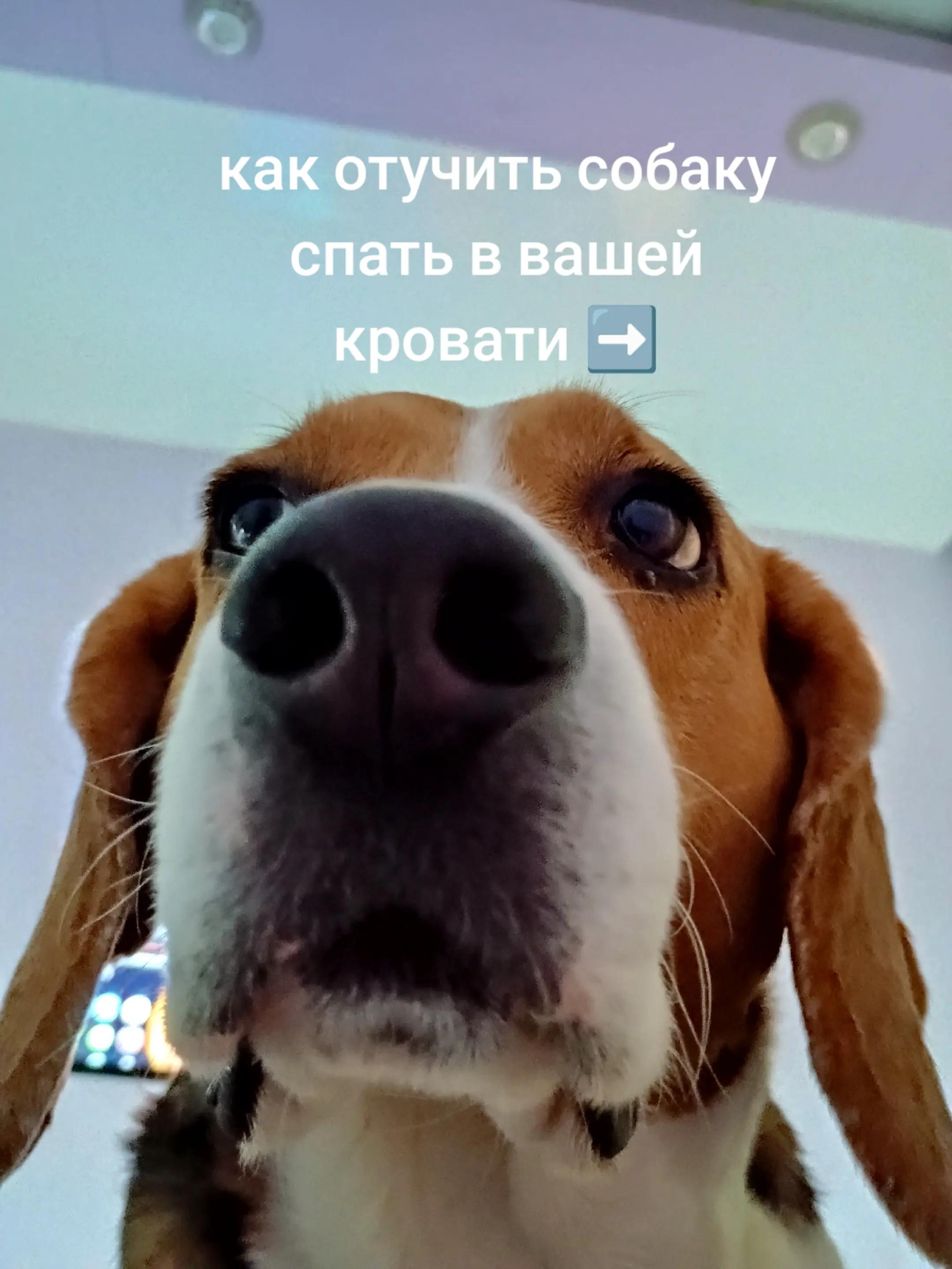 @Бигль Сэм и его семья.