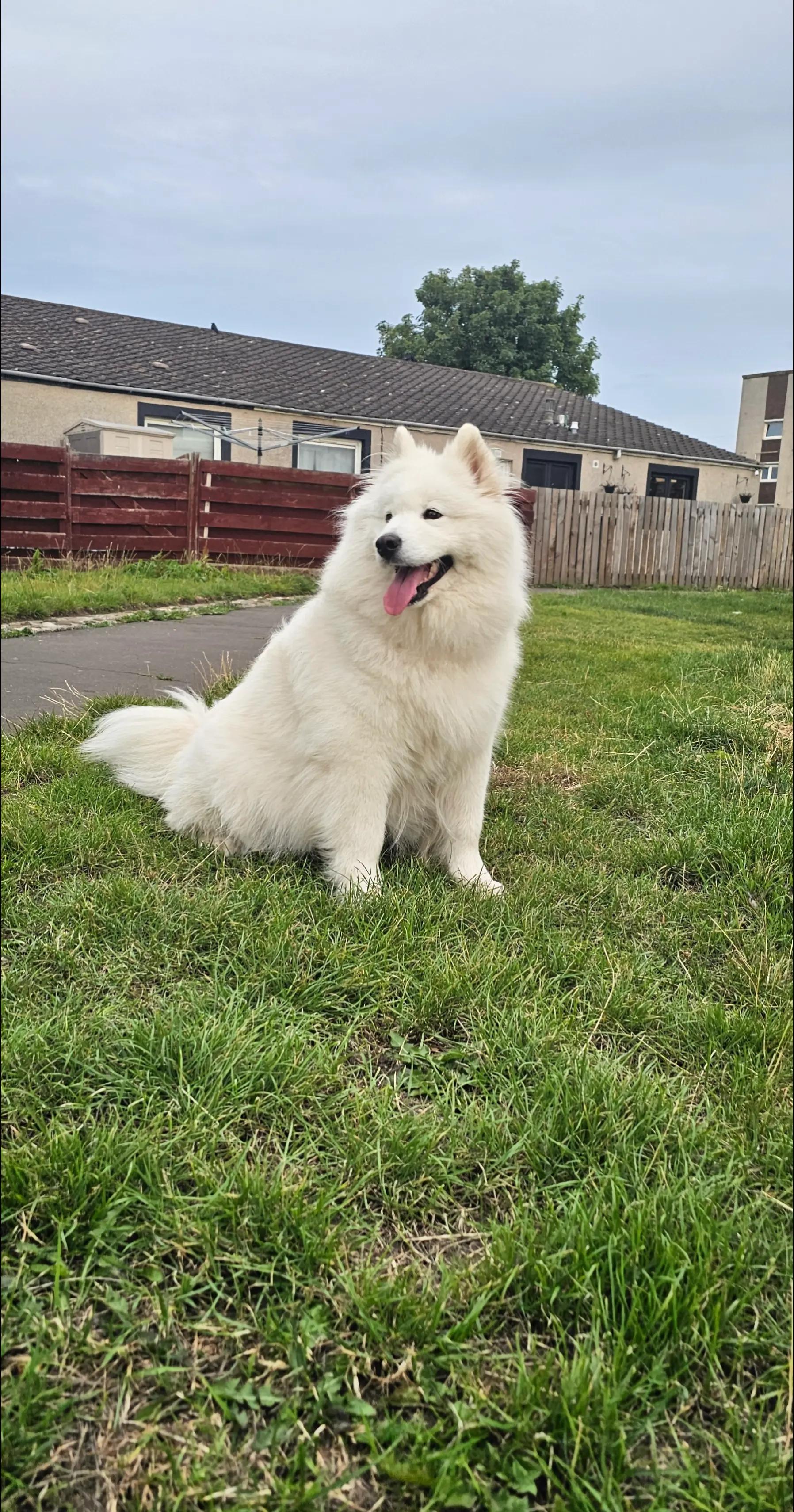 @Samojedowe🐶🇵🇱love🇬🇧 Żona