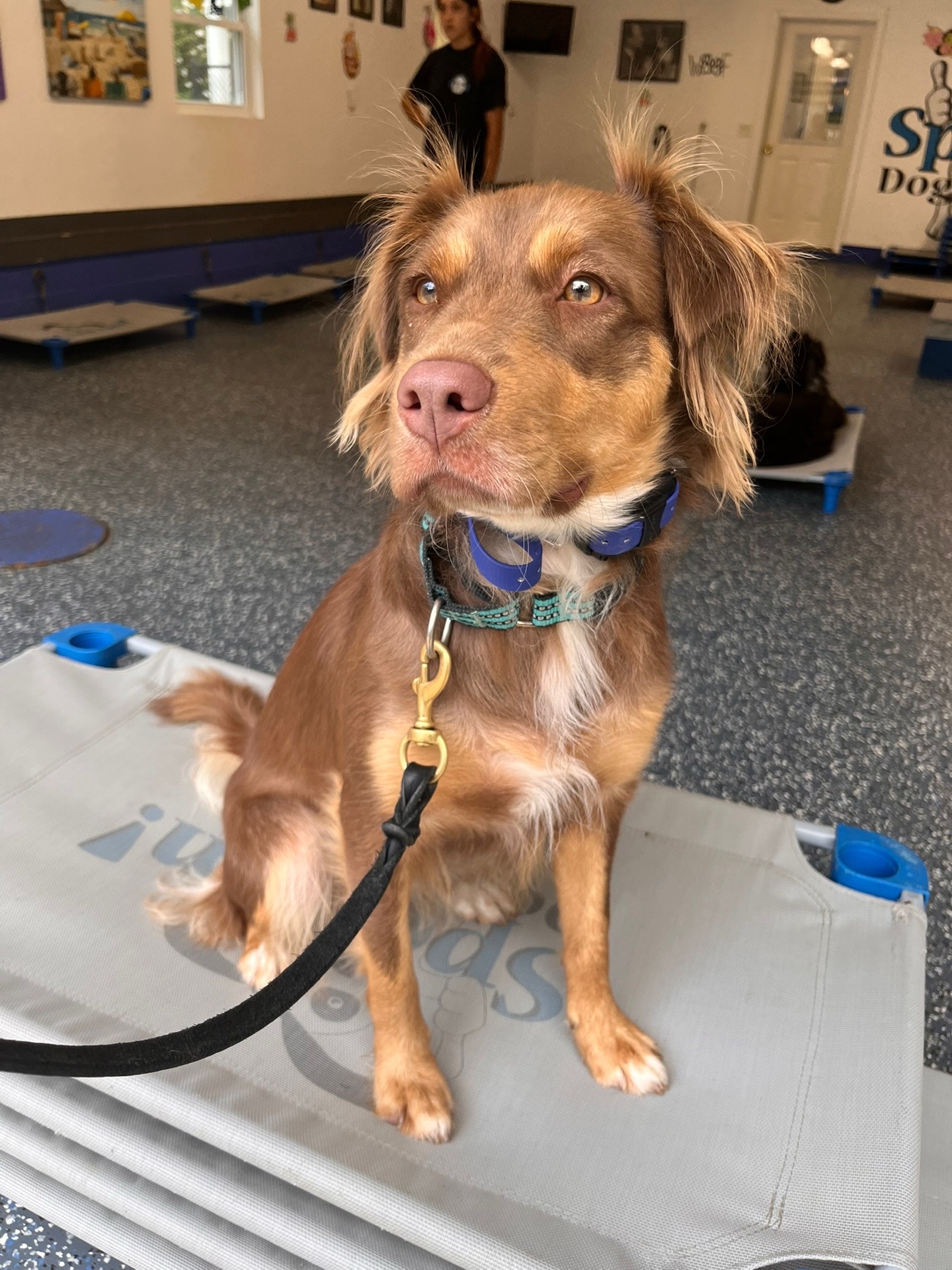 @Jay TheDog Trainer