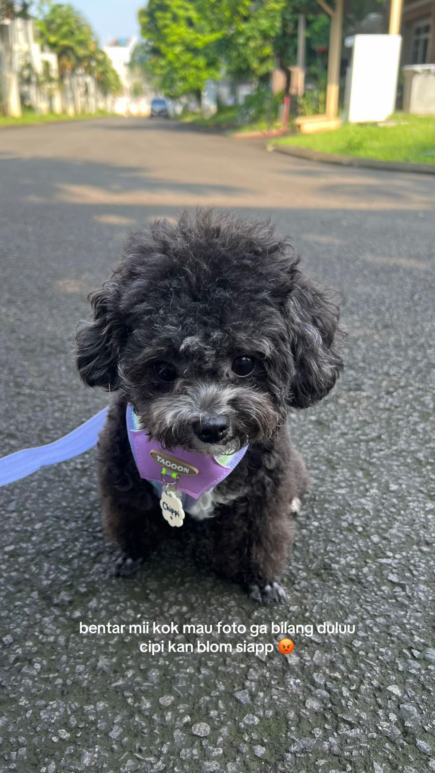 @chippi the poochon