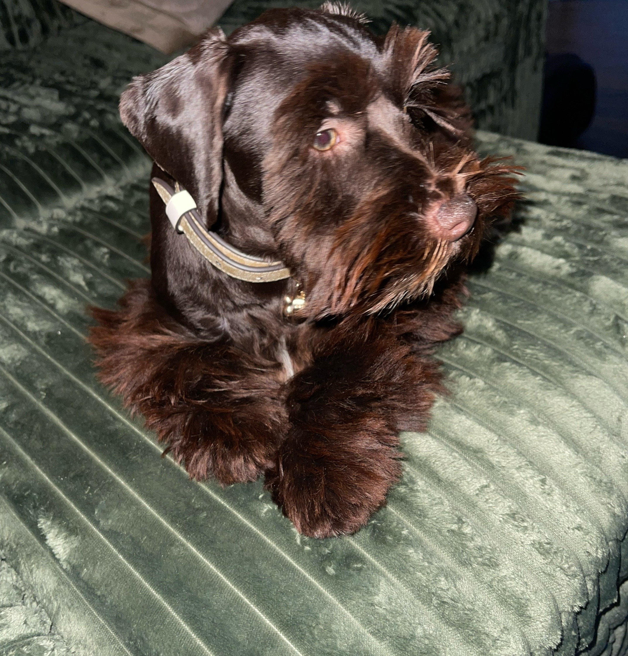 @LOU&rsquo;VON MINISCHNAUZER