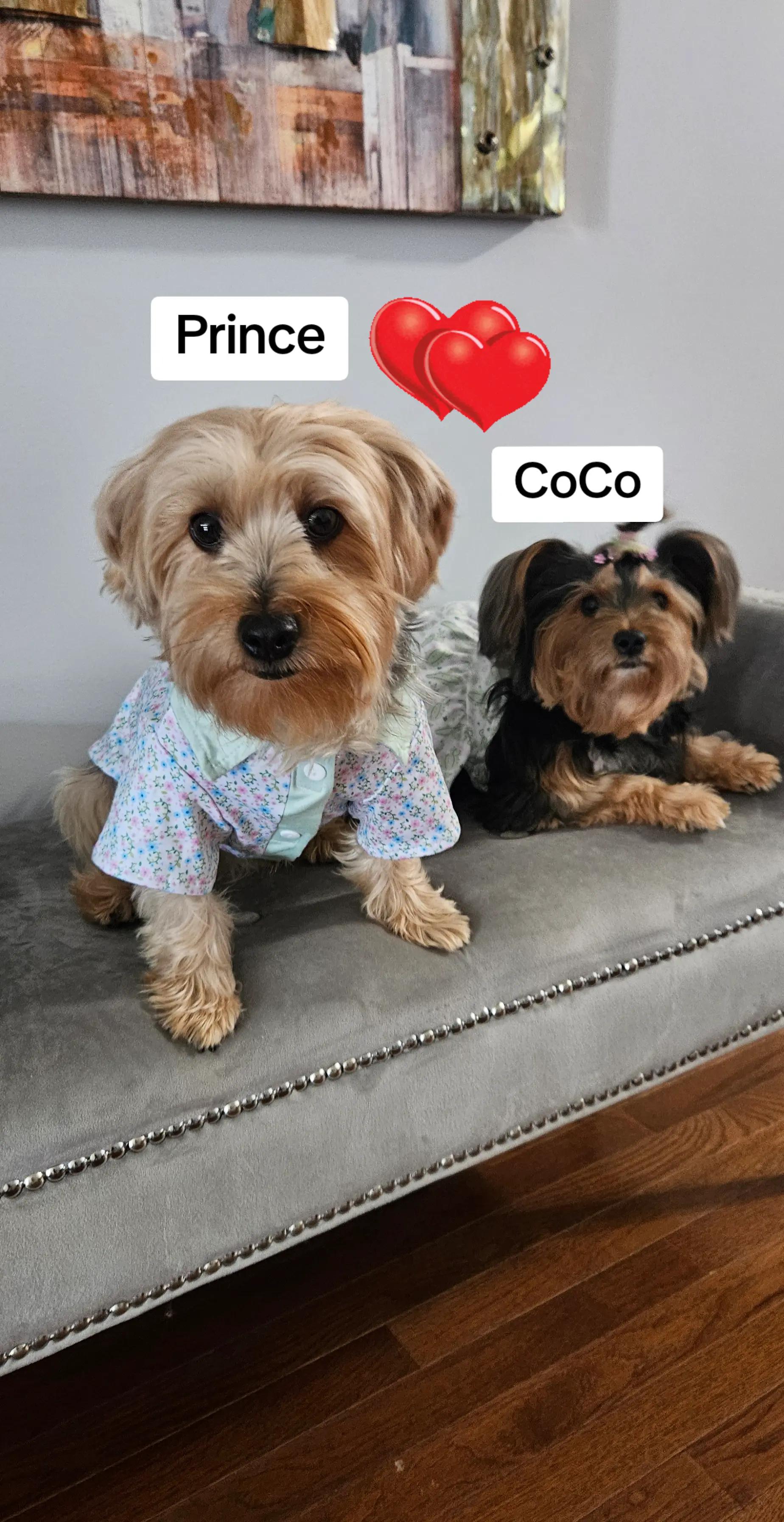 @Prince Loves CoCo