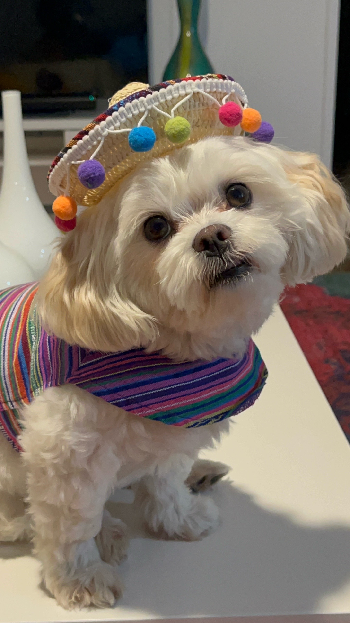 @AZUL🐶🥰