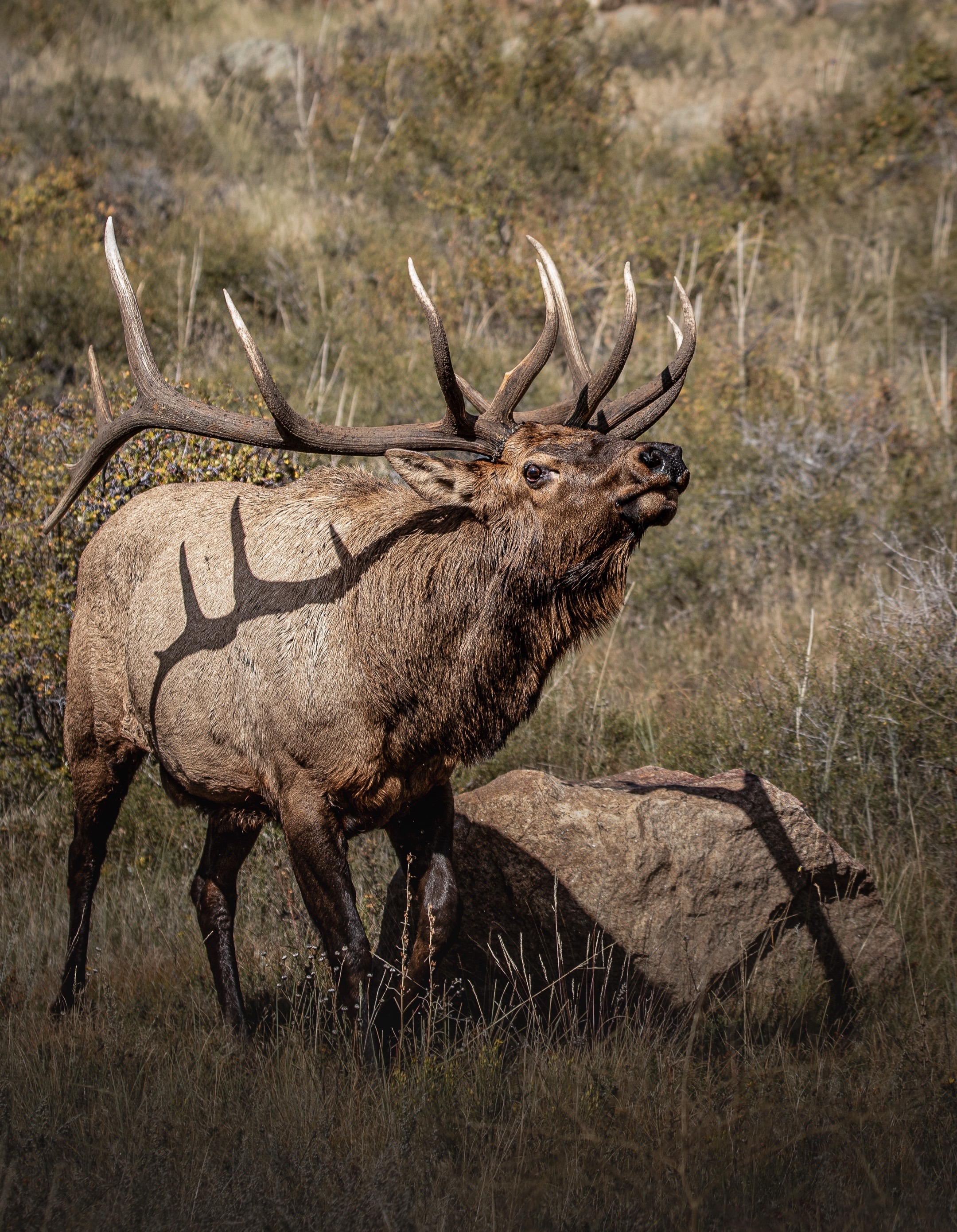 @Wild Born Outdoors - Saxton