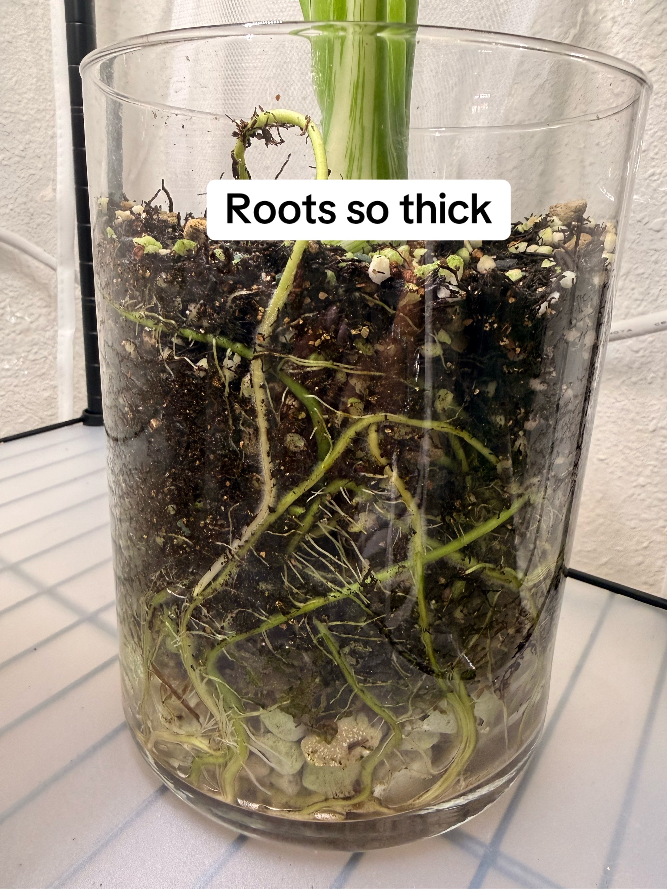 @Moon Root Magic Plant House