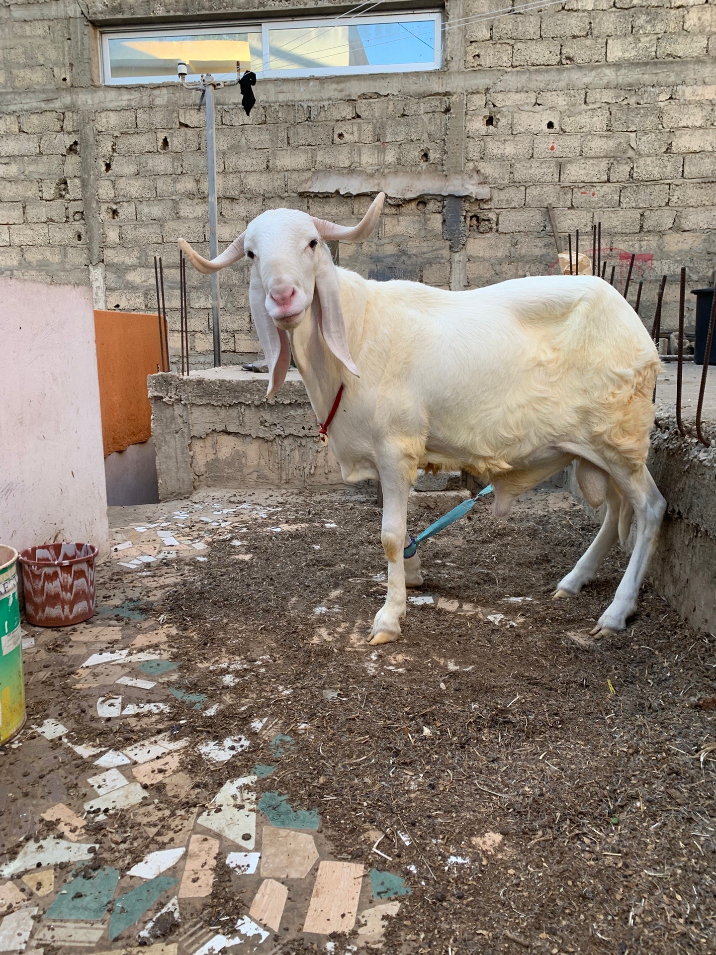 @Bergerie Soundiata Keita🐏🐑