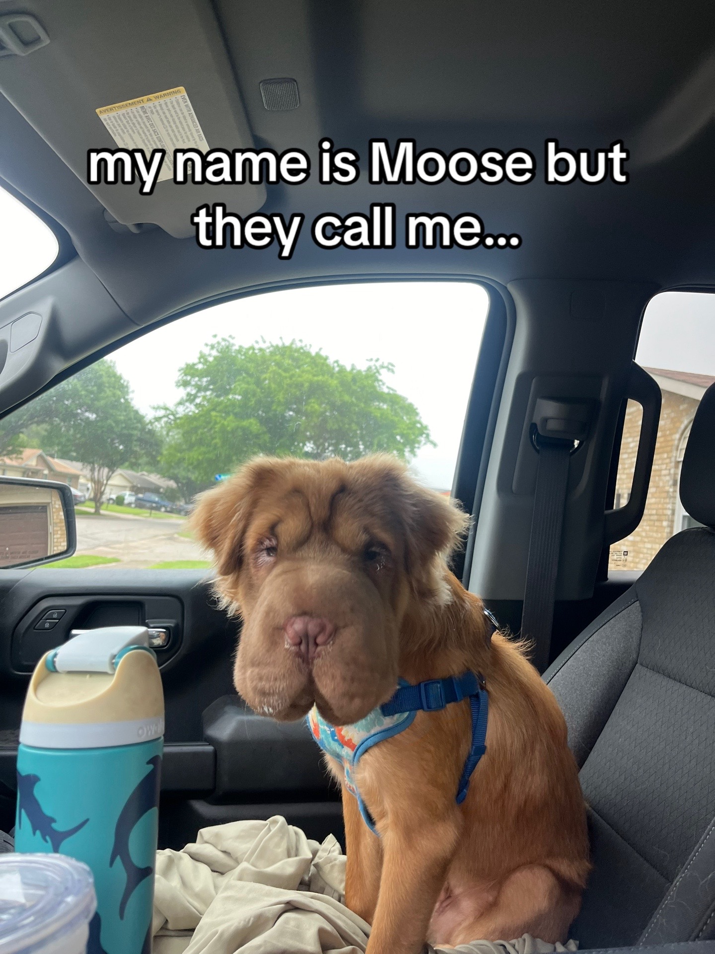 @Moose
