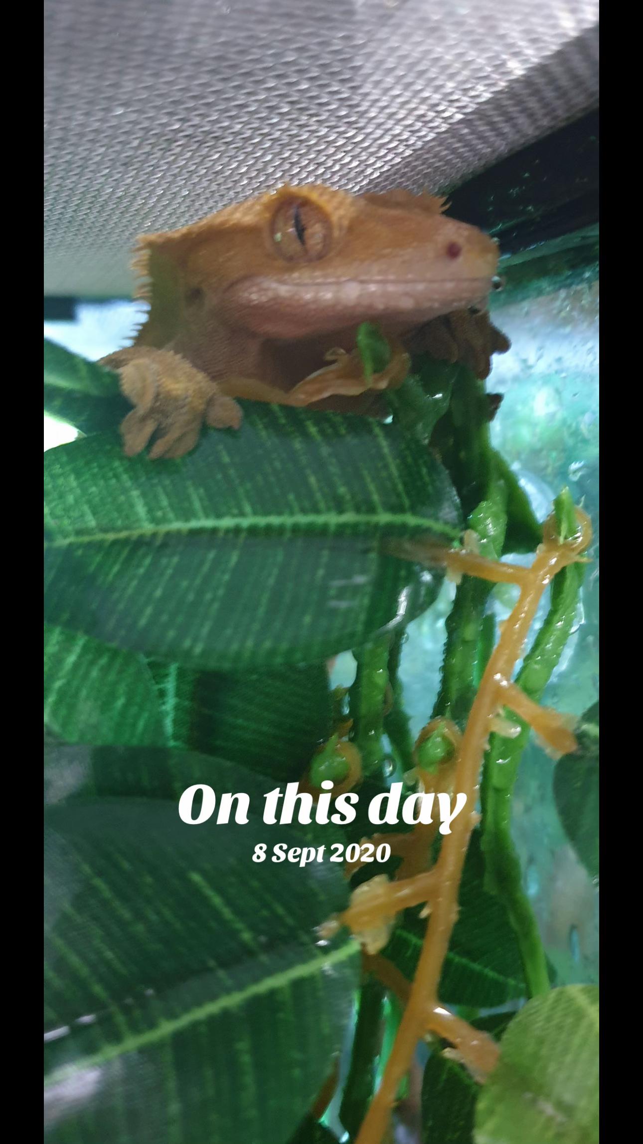 @T & N reptiles