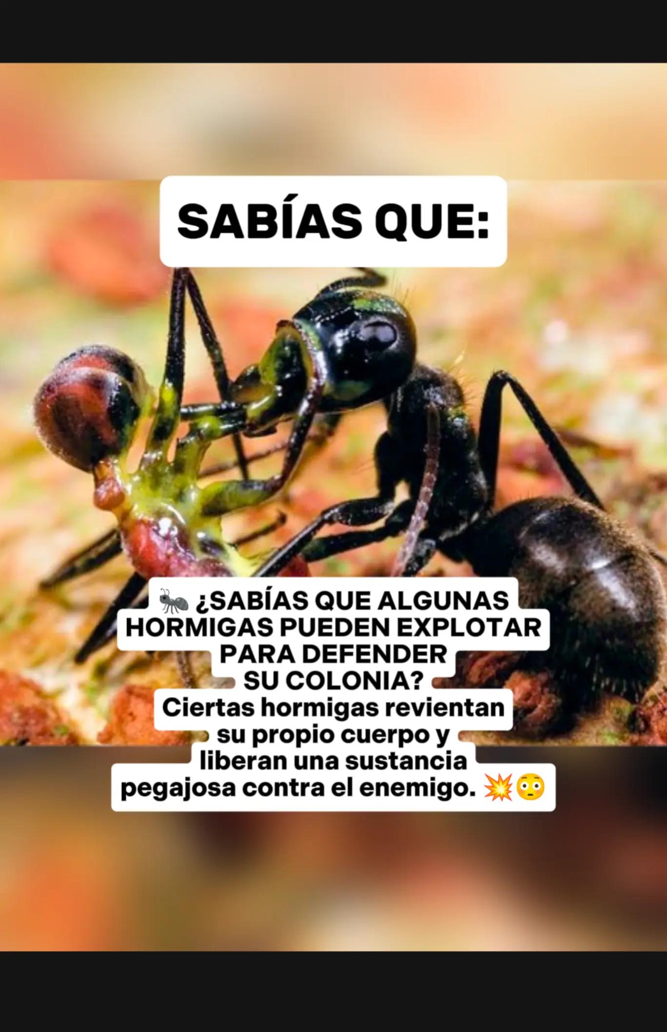 @CLUB DE ANIMALES