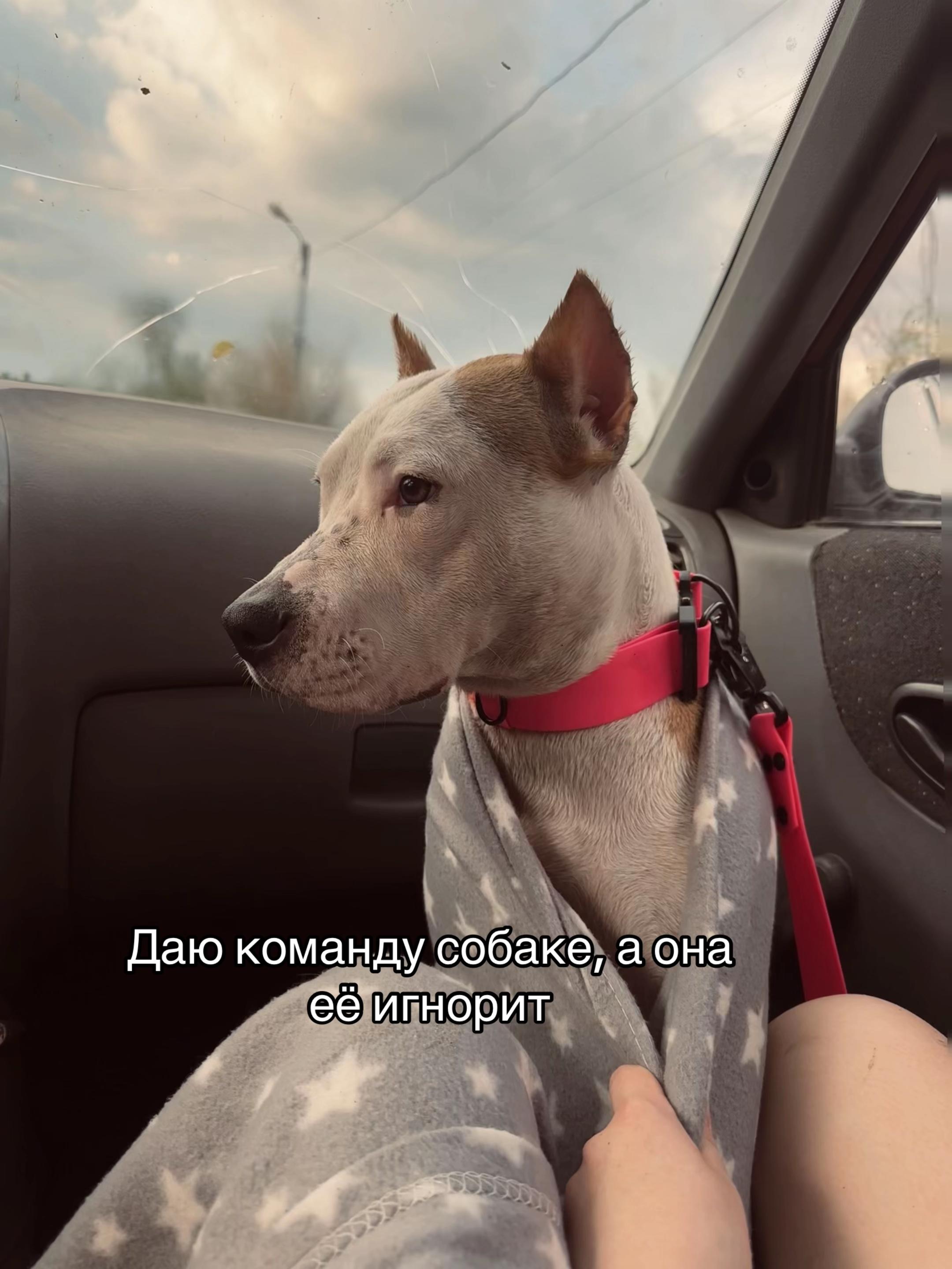 @🦋ТГК:PitoStaff_Milfa🦋