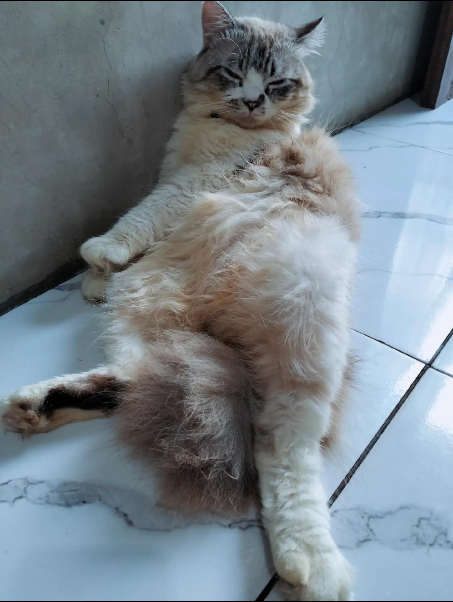 @Chiio Chiiwi Family😽🤍