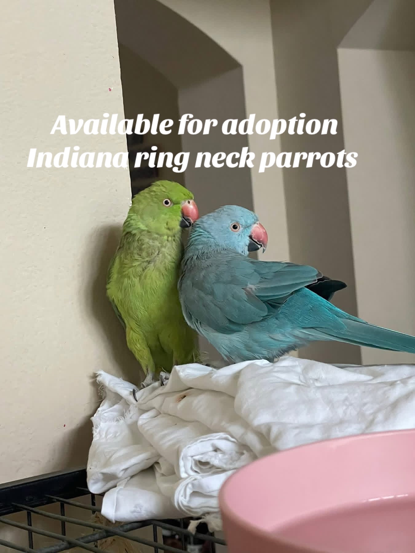 @Ring-necked Parakeets