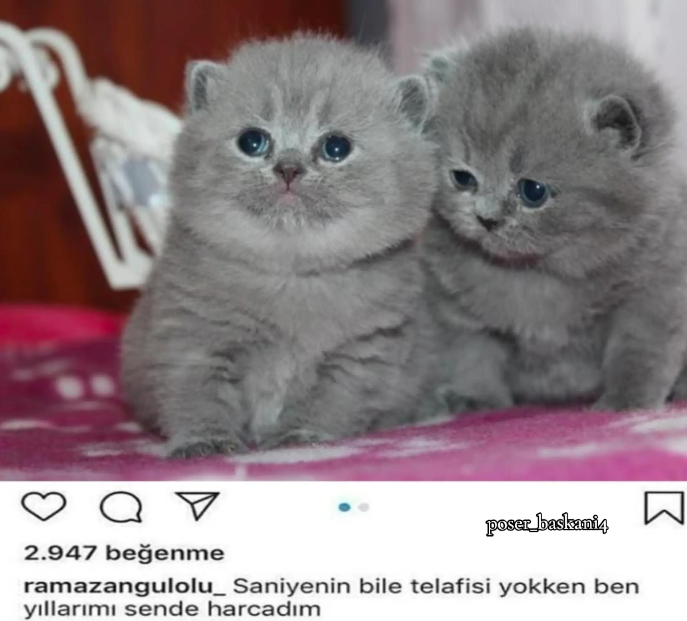 @poser_baskani4