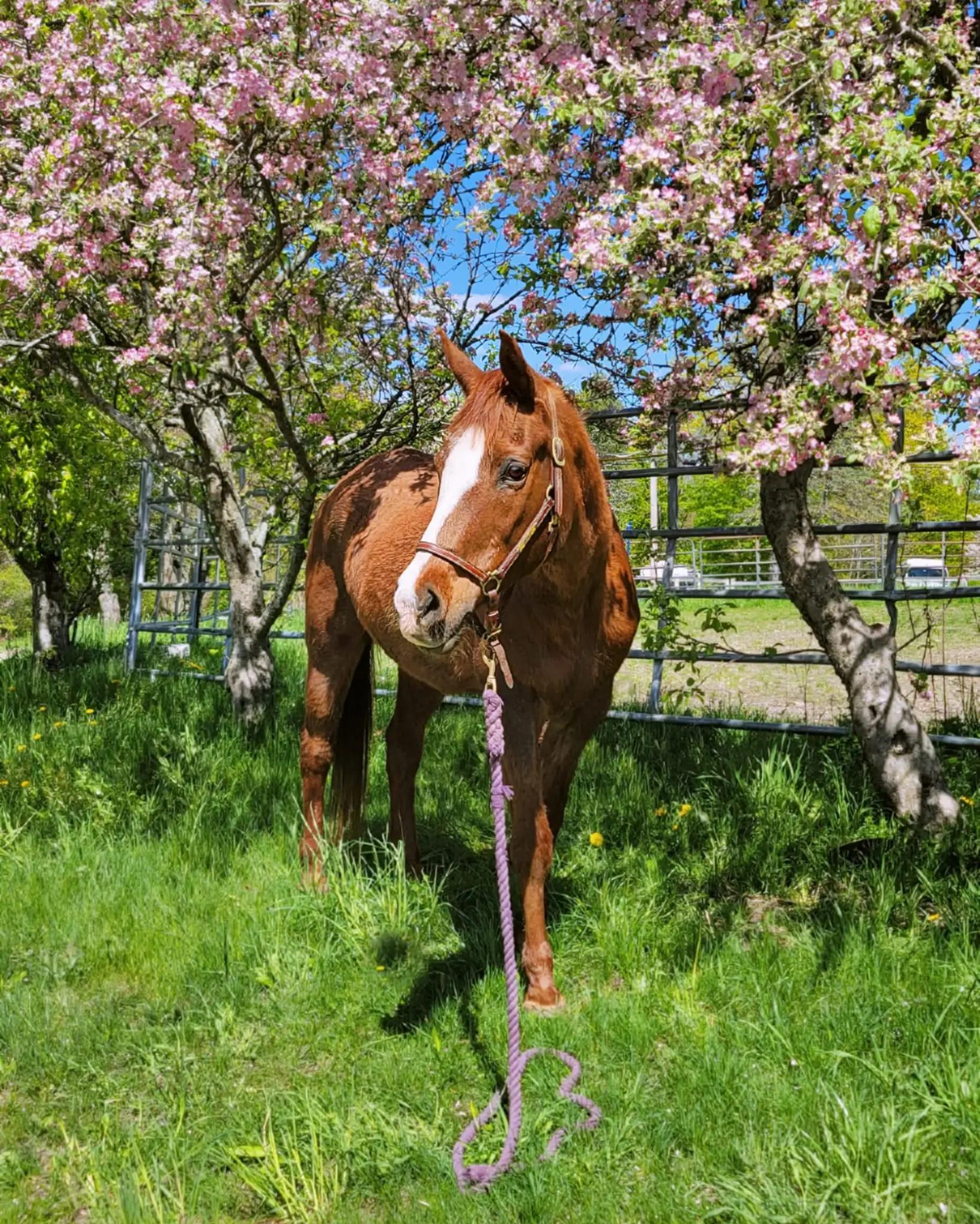 @Beth - Epona Media