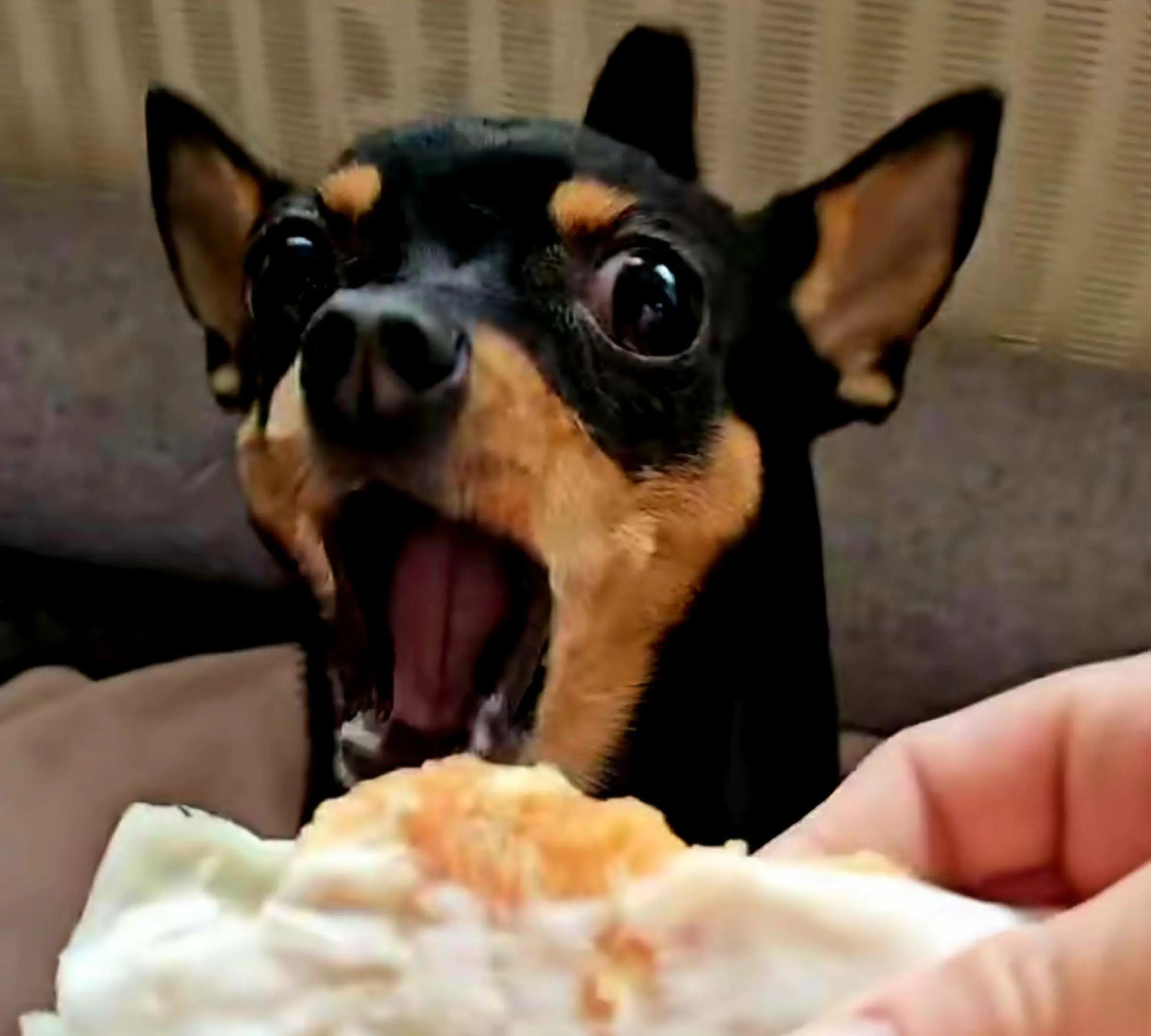 @Klein Puppi🥷404🥷