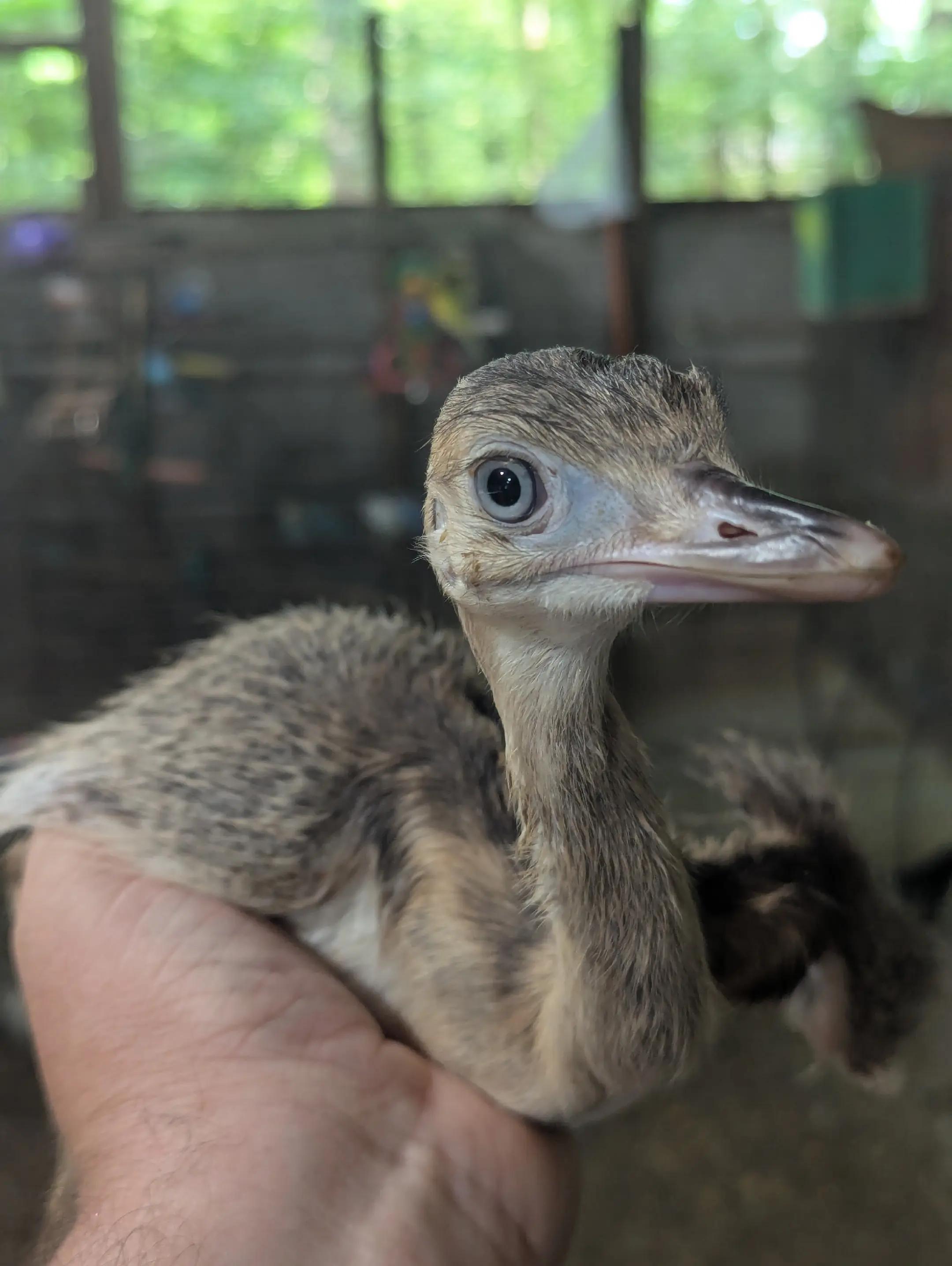 @Daybird Aviaries