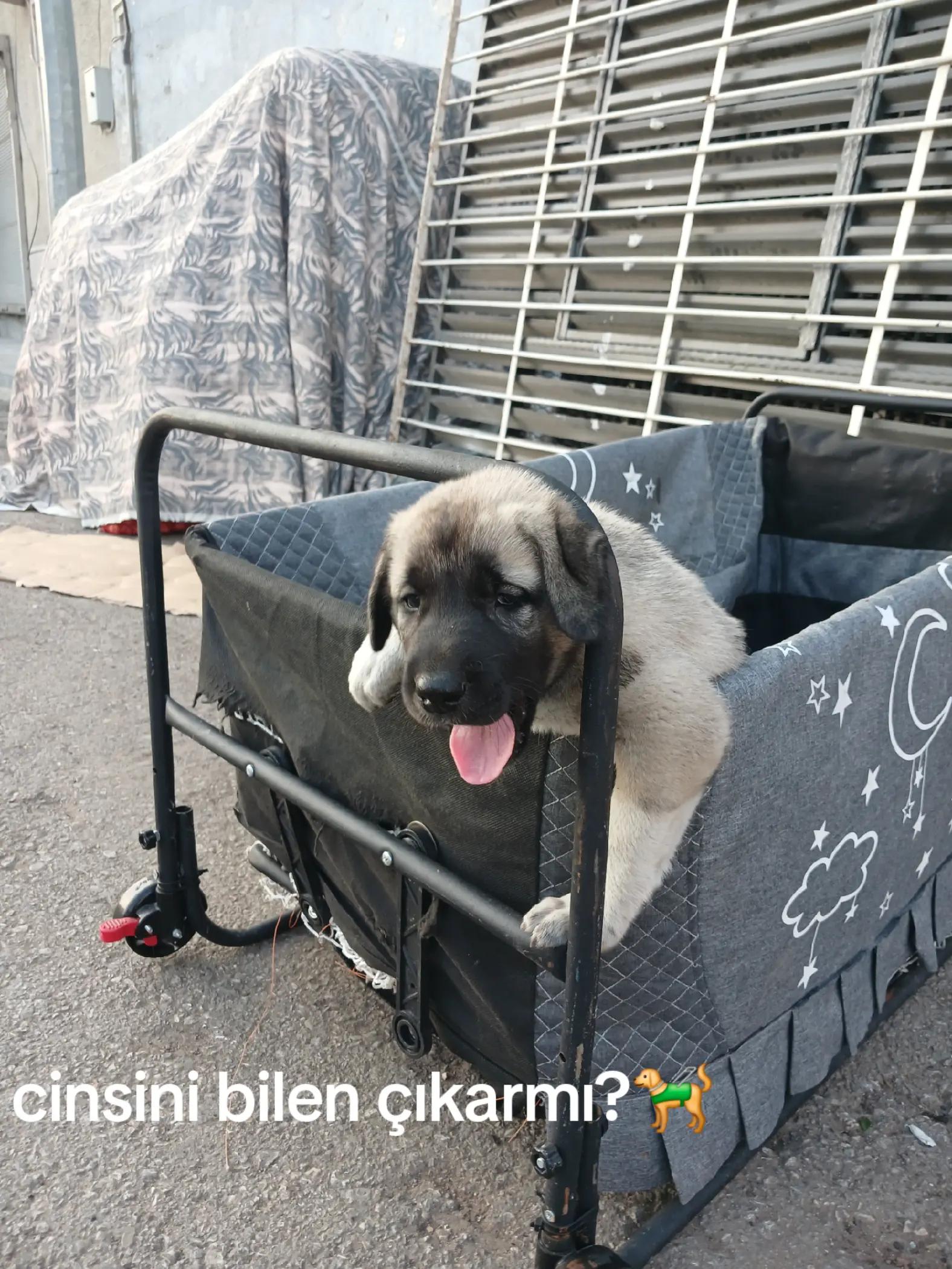 @tek tabanca 🦅🗡️
