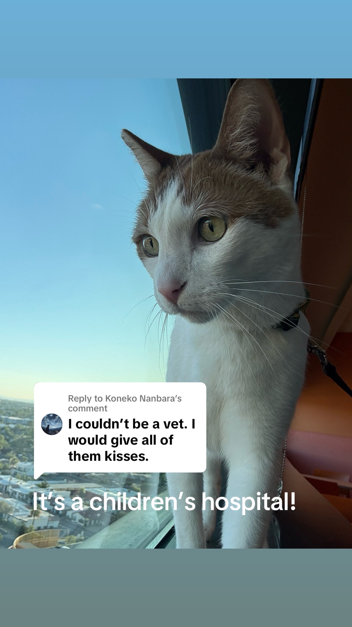@Therapy Cat Roger & Family