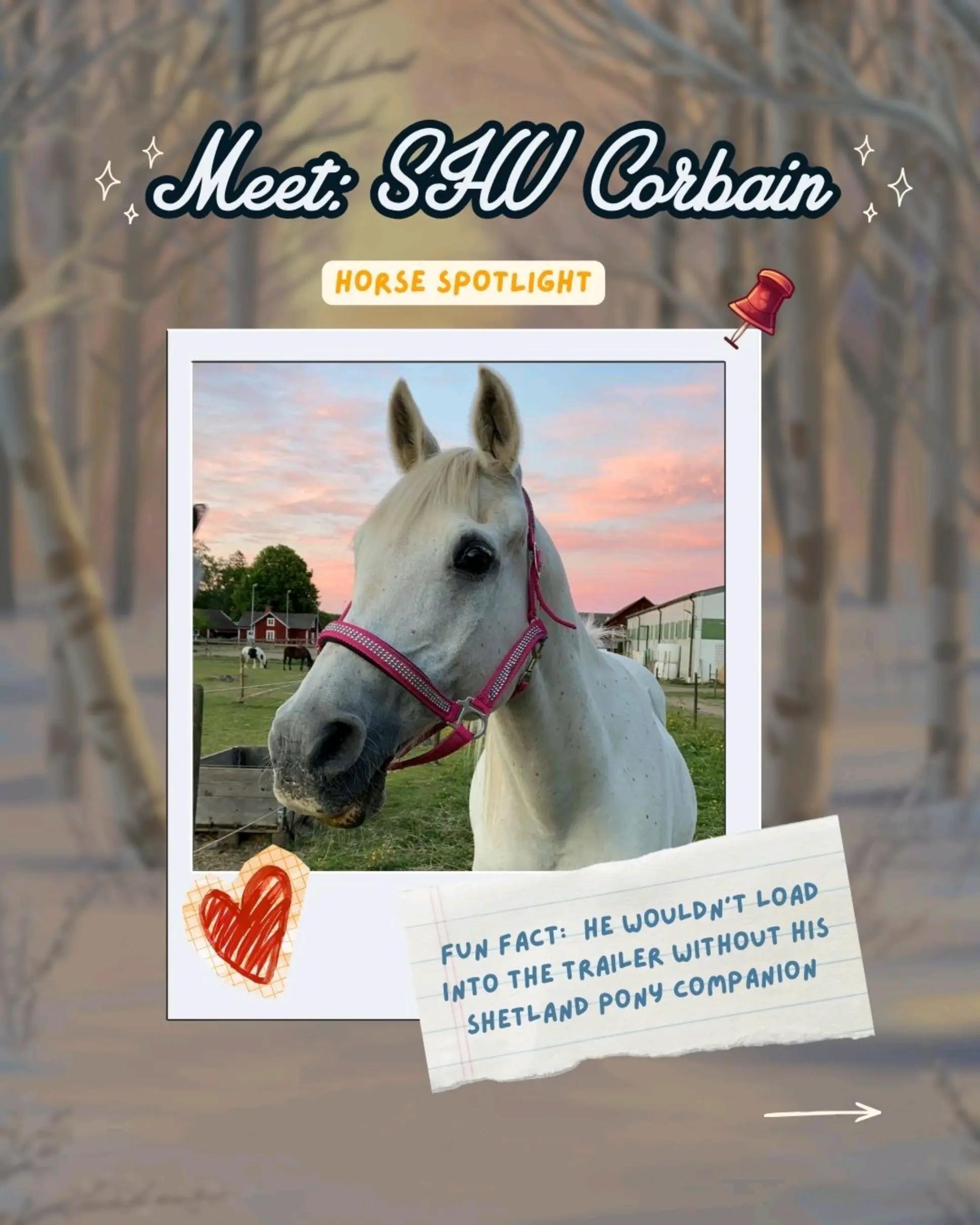 @Horse Reality