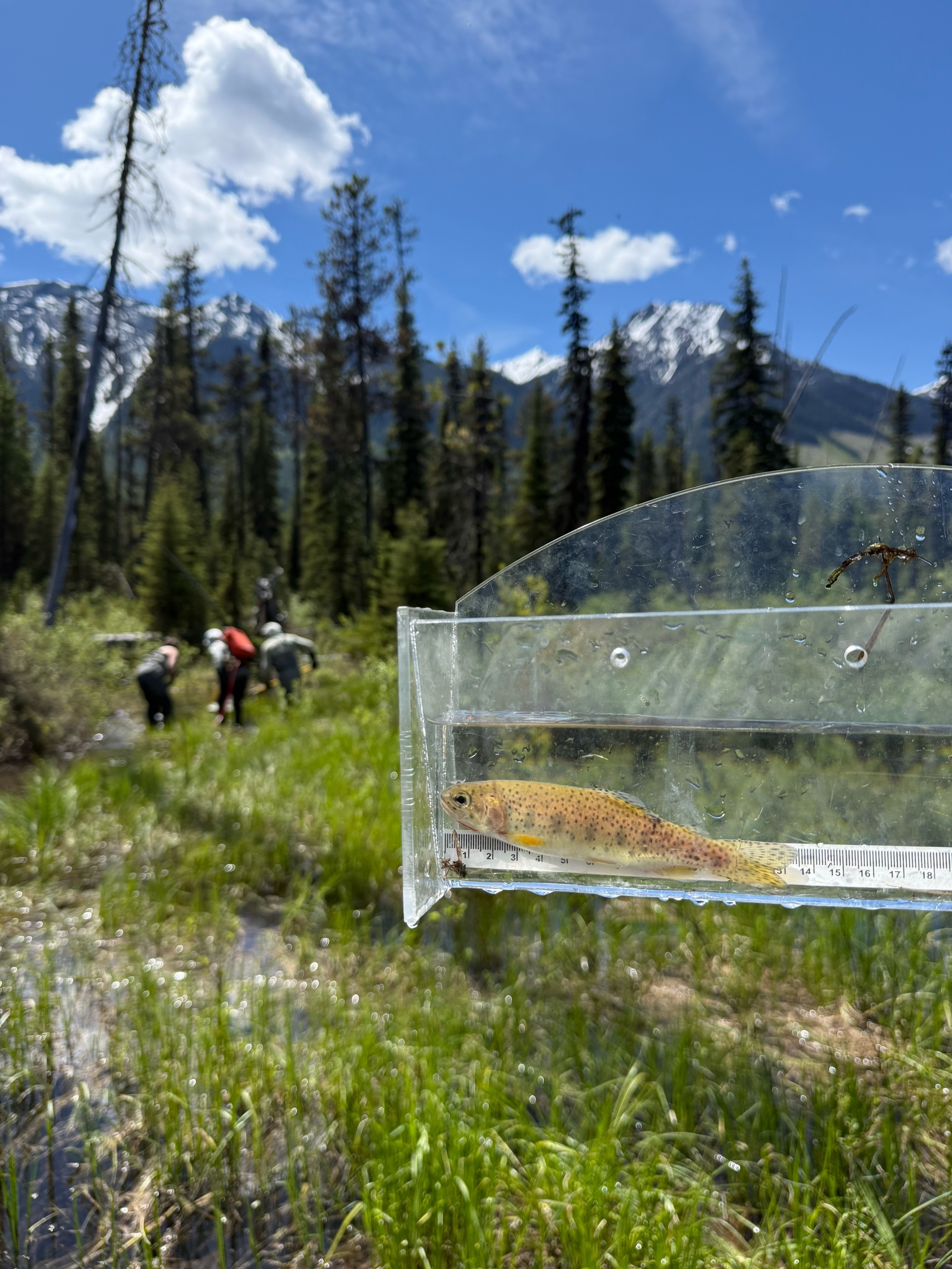 @B.C. Wildlife Federation