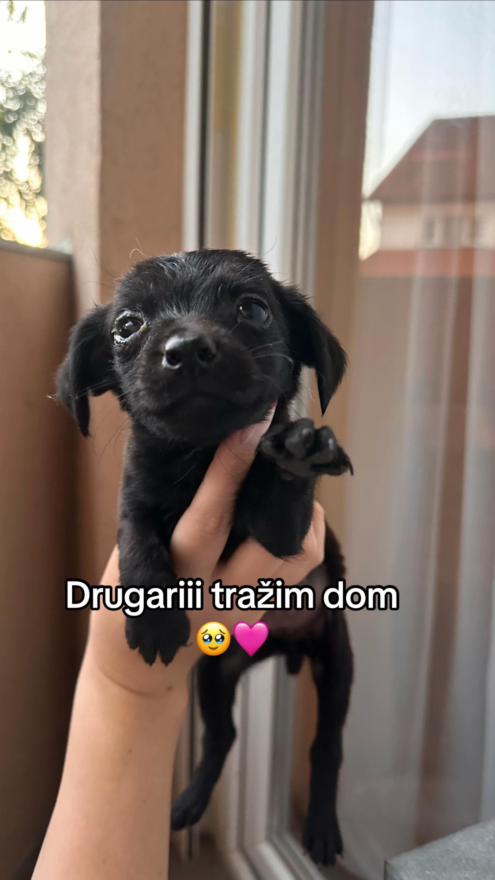 @ellenailicc