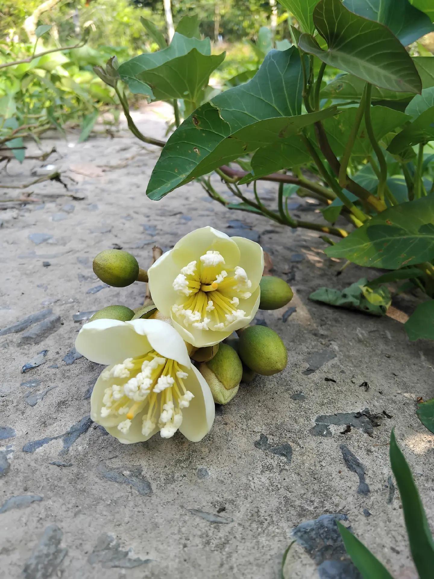 @sang c&ugrave; lao