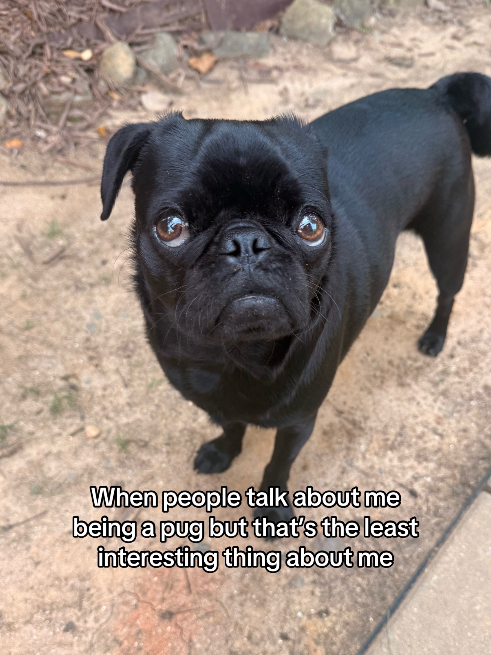 @SirEdmundThePug