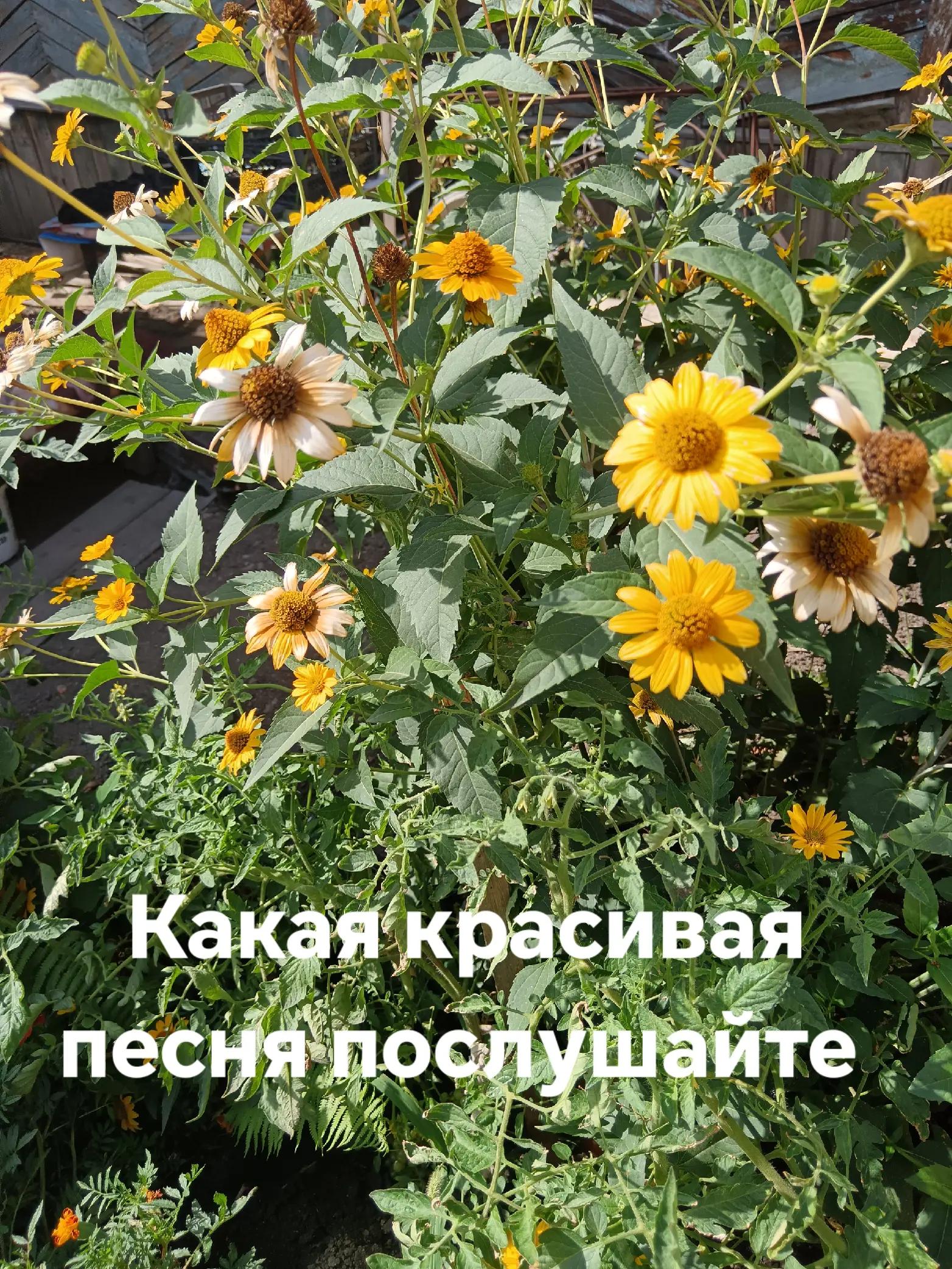 @метисочка