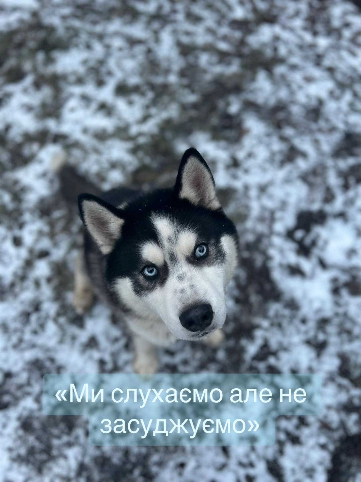 @Той самий Хаскі🐺