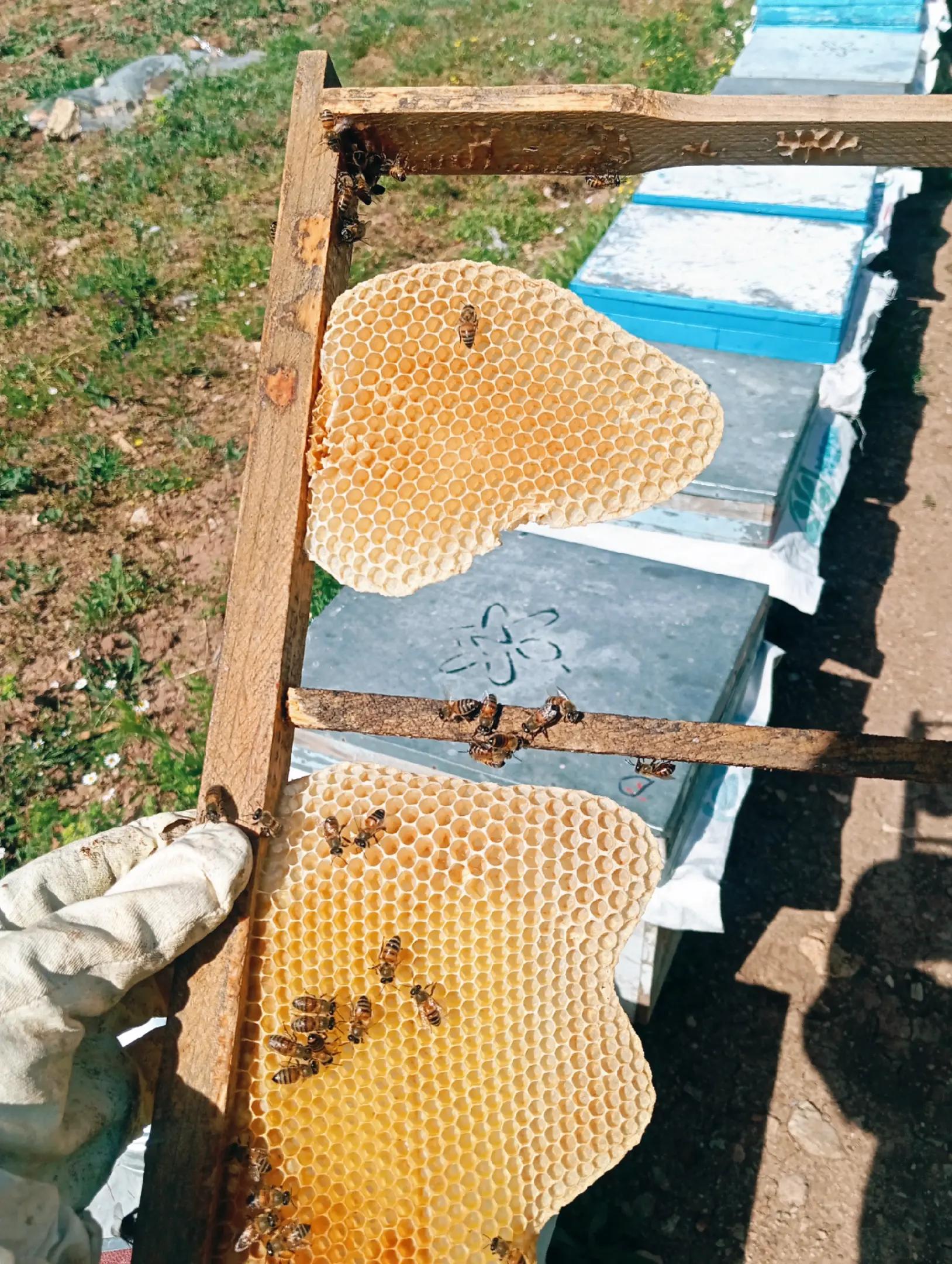 @🐝ÖZ BEYDİLLİ - ARICILIK🍯