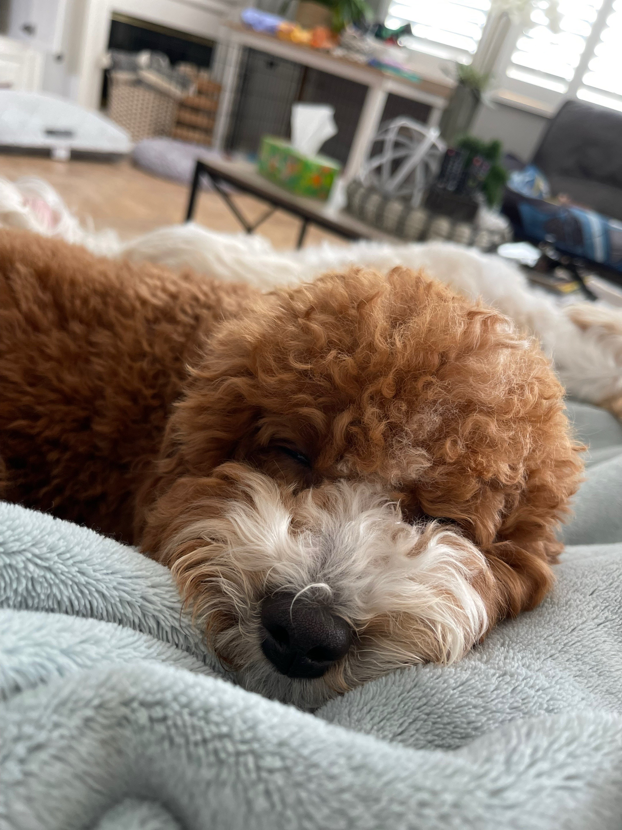 @momspups
