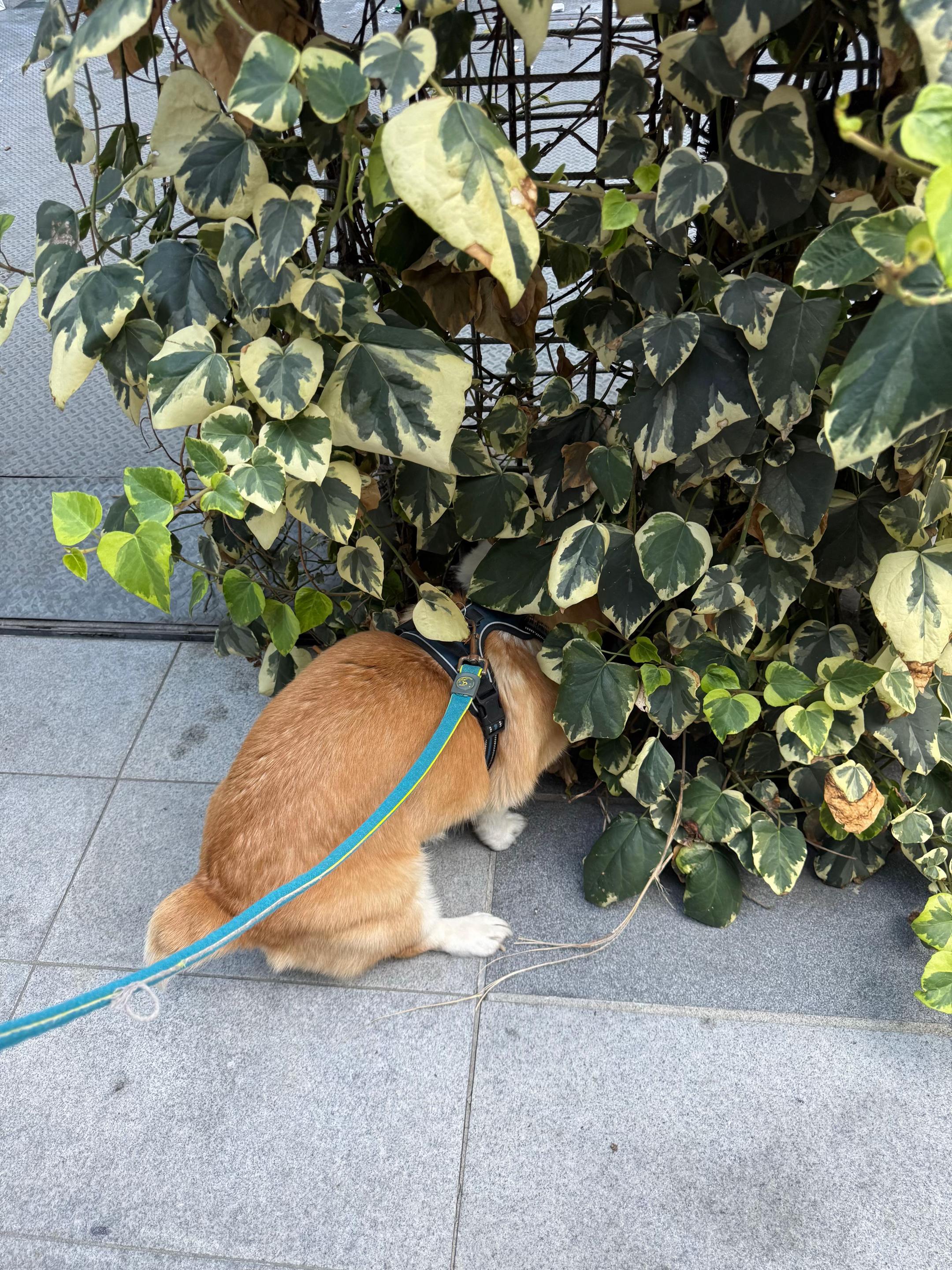 @Cheddar the Corgi