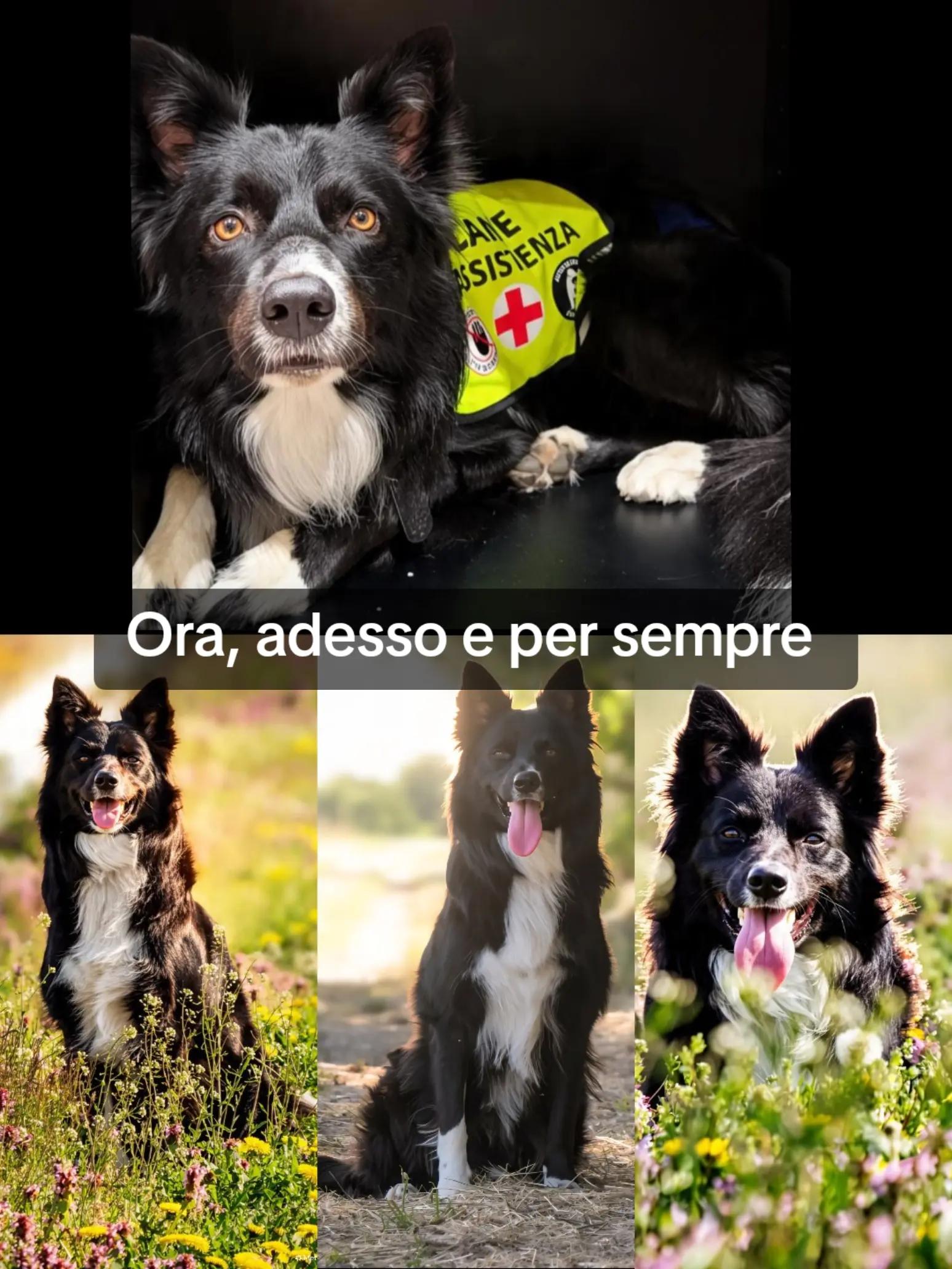 @Service dog Falco 🐾🦅🌈