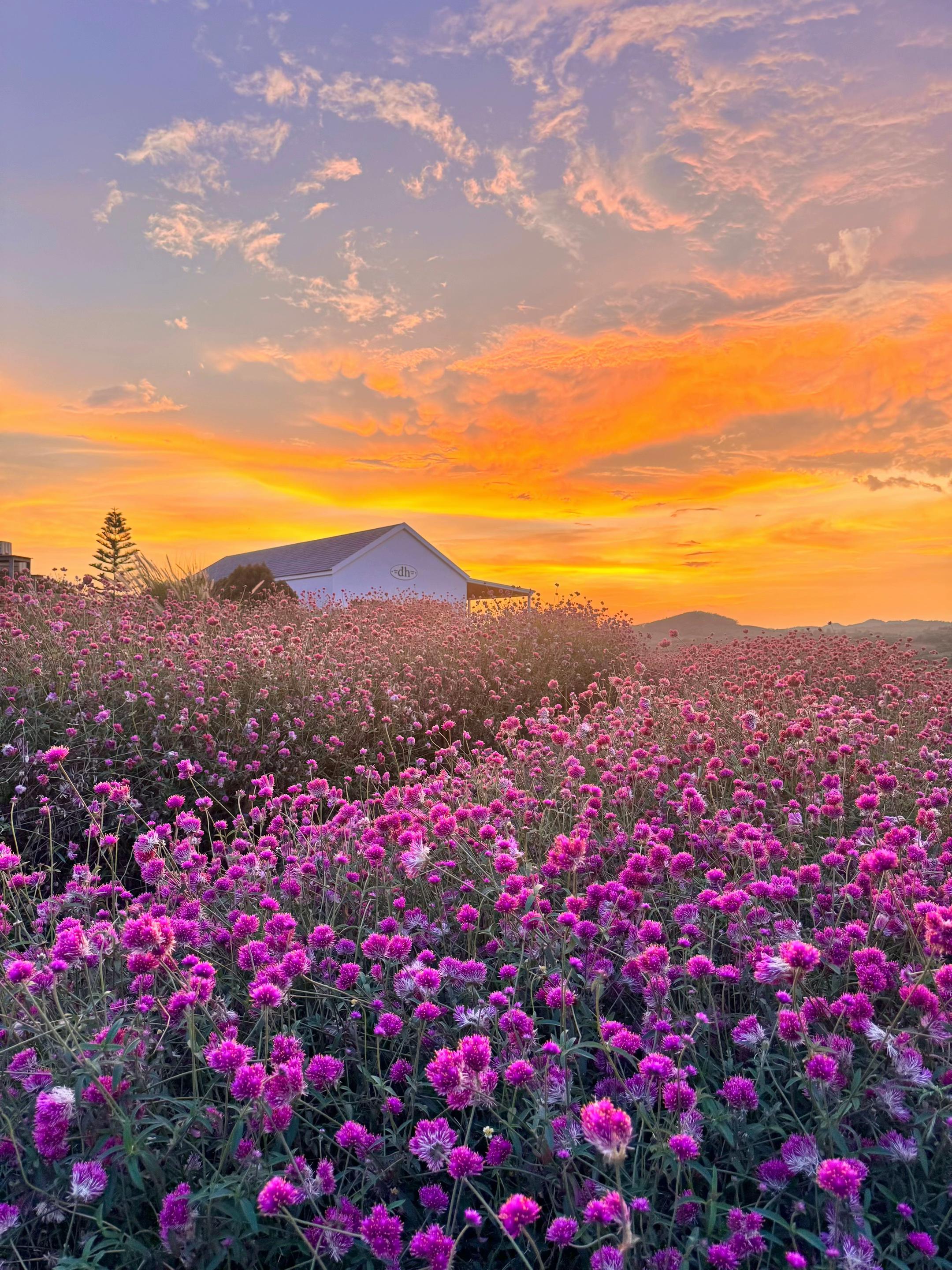 @donghousekhaoyai