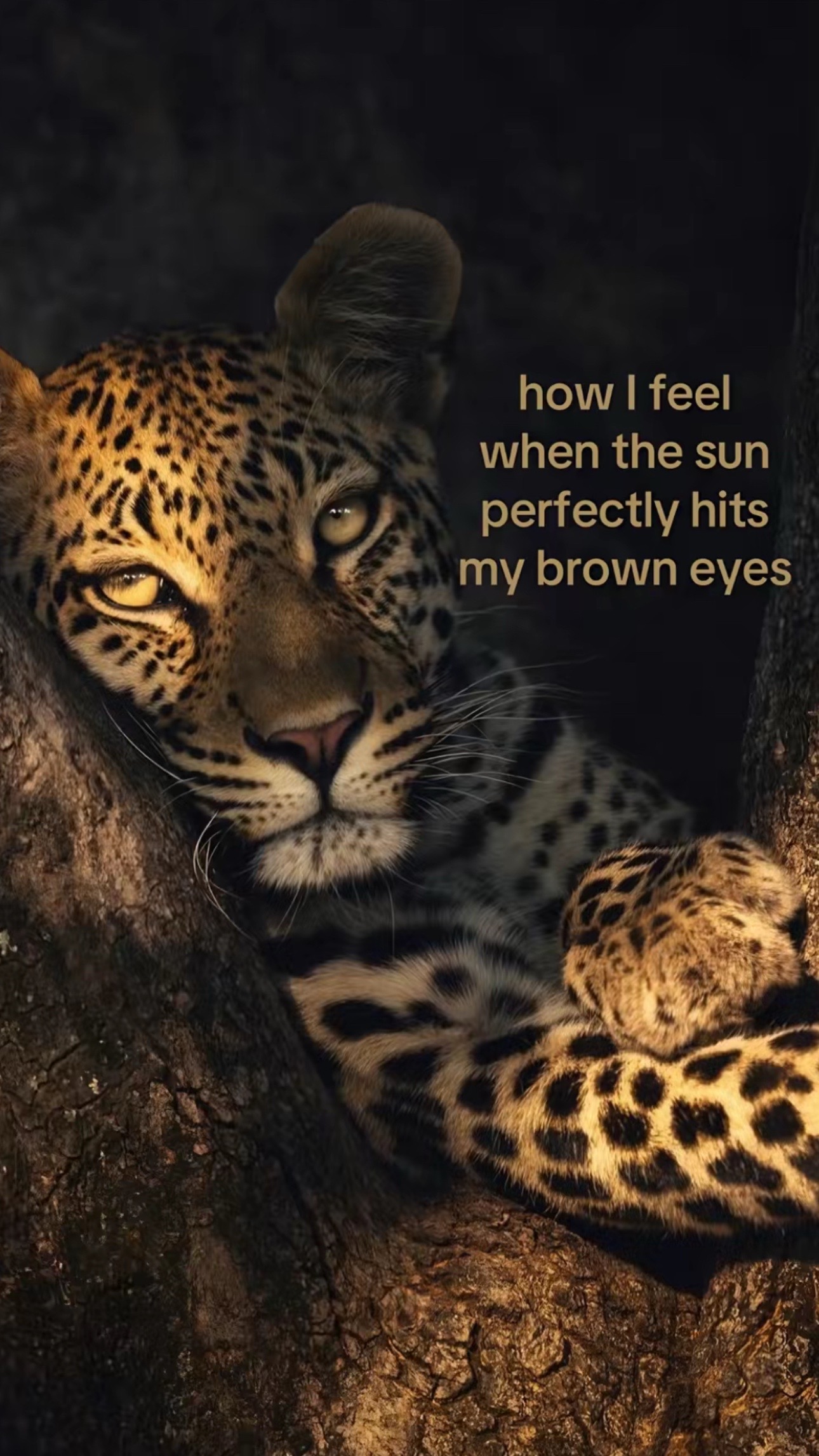 @⋆˚࿔ ☮️🍃𝜗𝜚˚⋆
