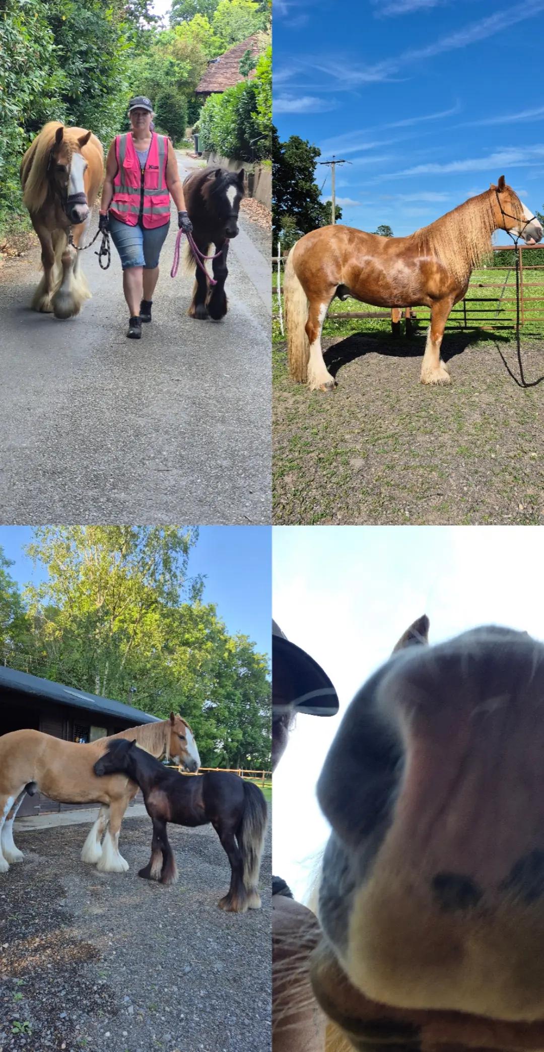 @KcPonyPals