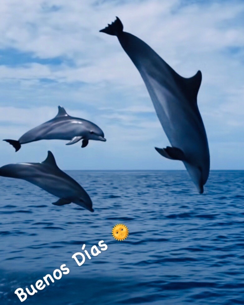 @brujiarcos