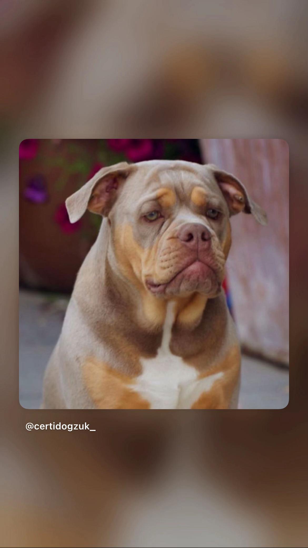 @certidogzuk