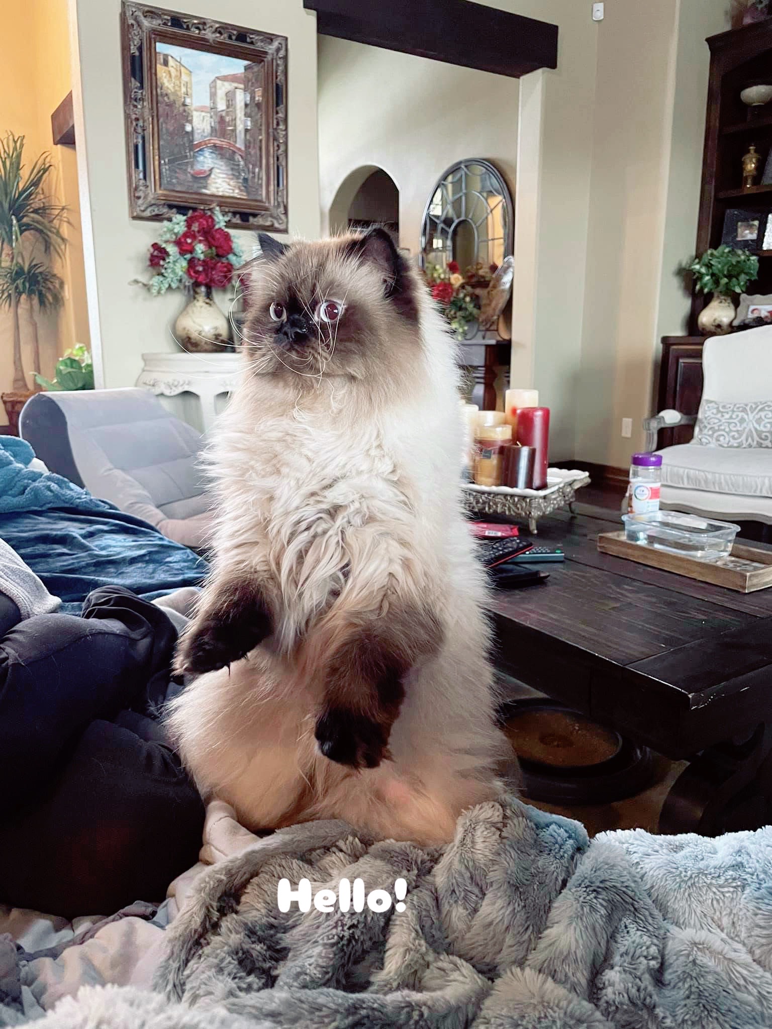 @PersianKitten