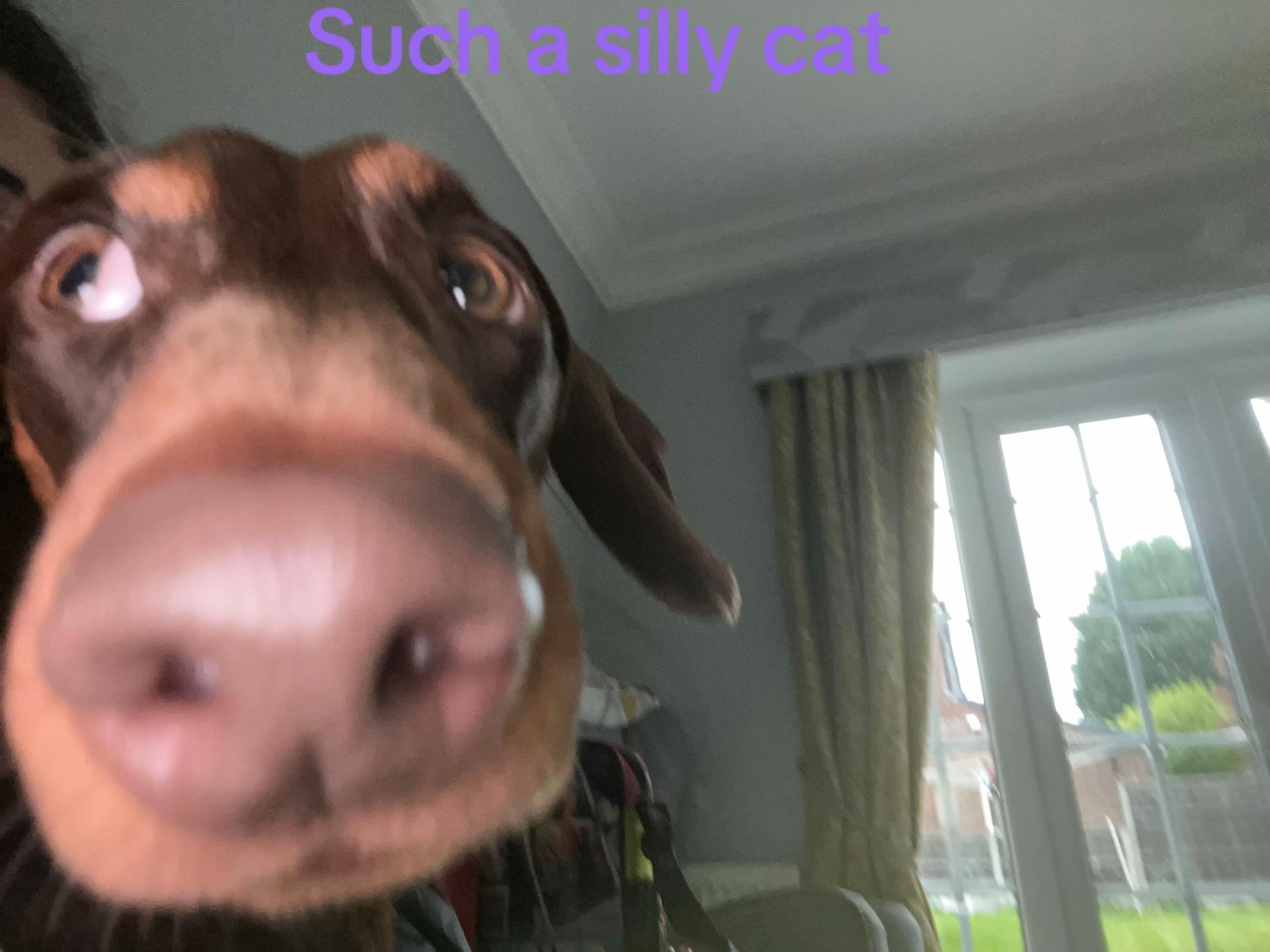@C4mm0gr33n