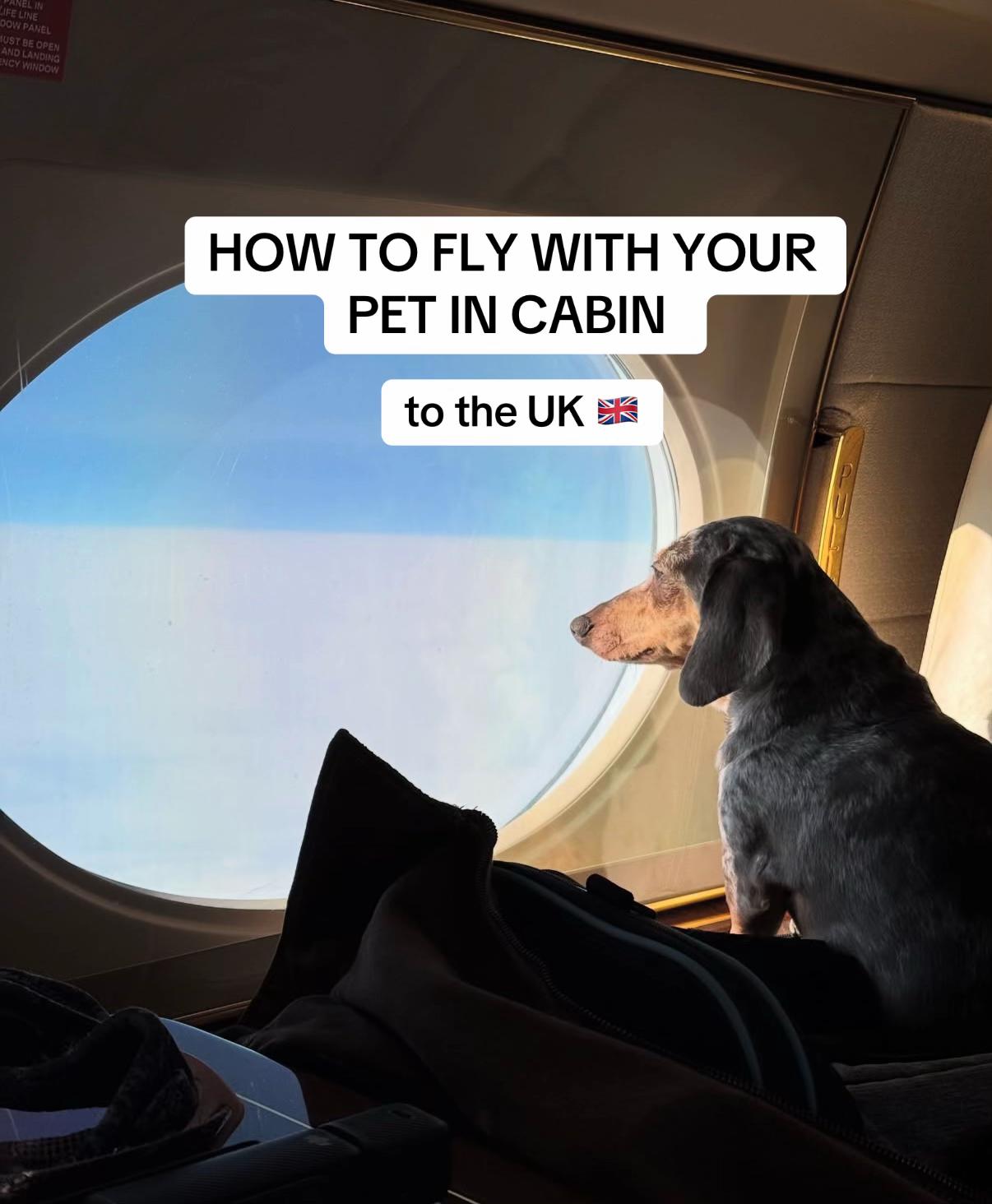 @K9 JETS