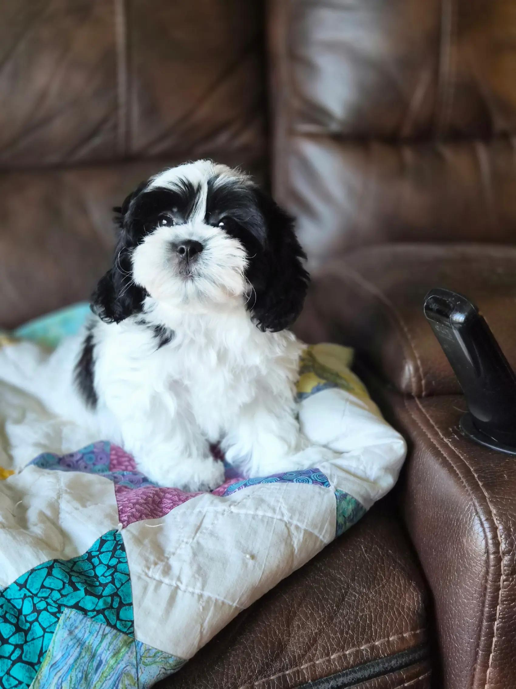 @Barb's Precious Pups
